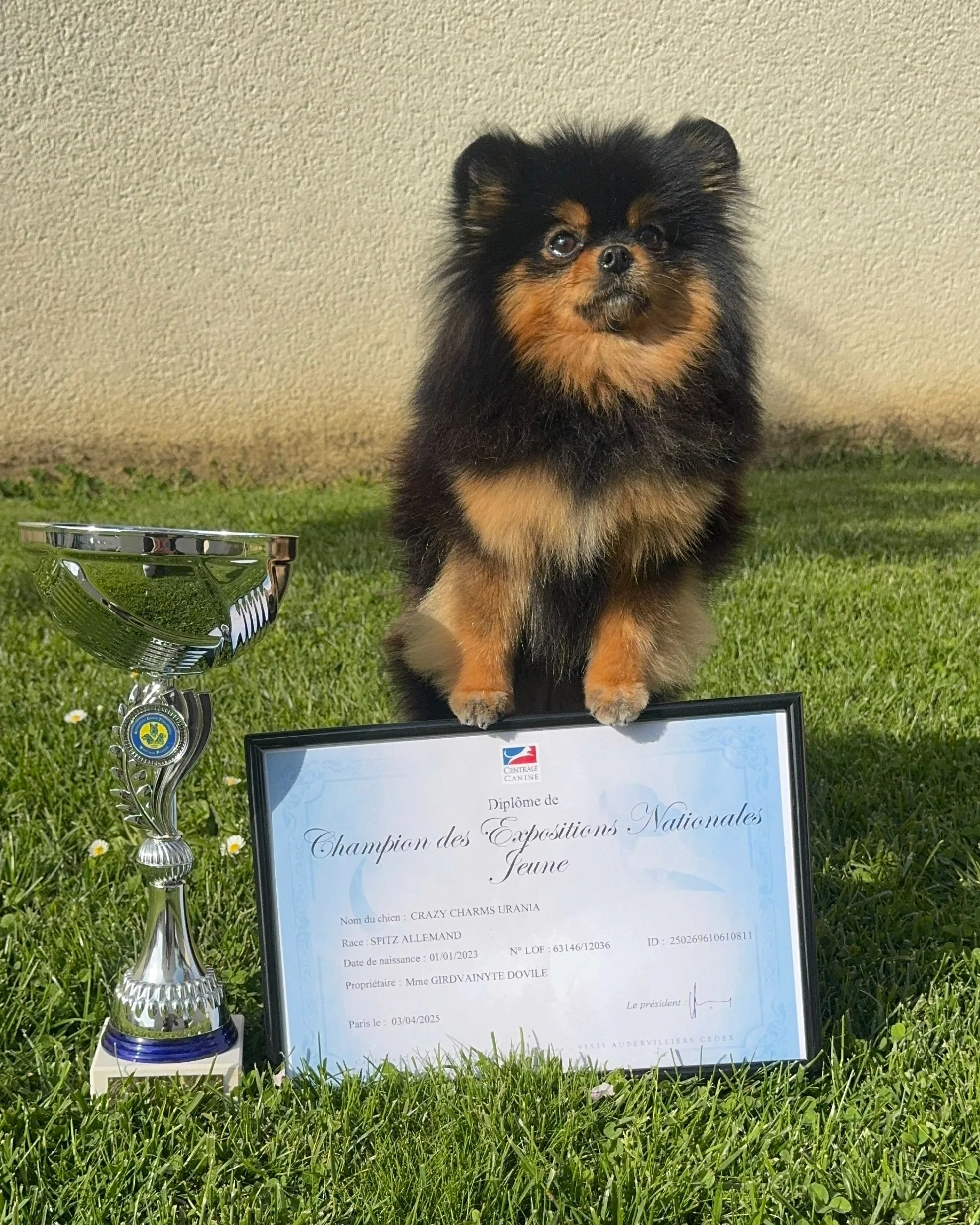 Un chien de race Spitz Allemand, noir et feu, assis sur de l'herbe, avec un trophée et un certificat de champion