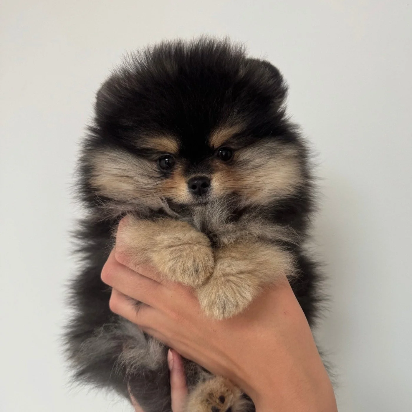 Un chiot pastelle à face ronde et douce, tenu dans une main contre un fond blanc.