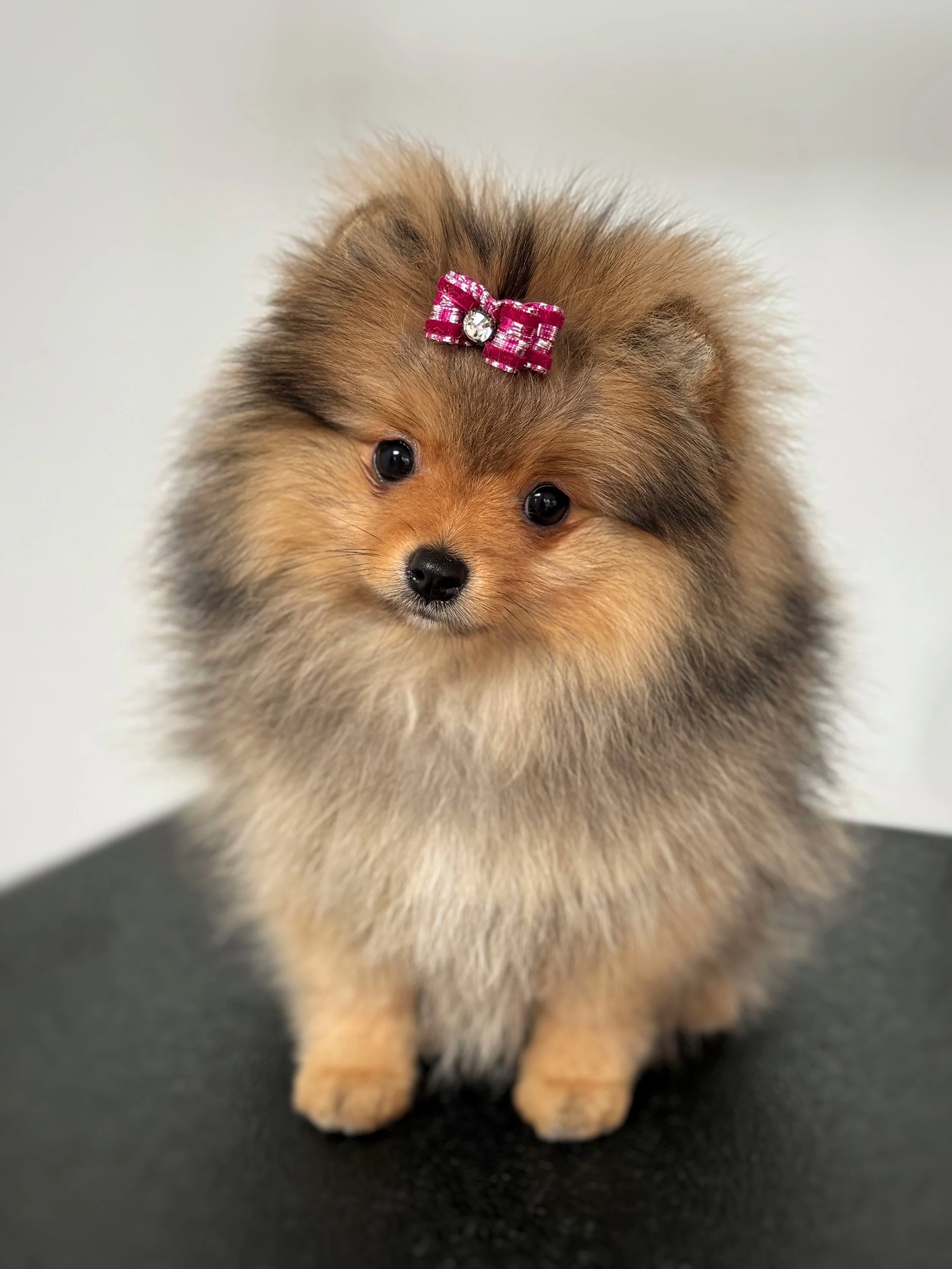 Un chiot pastelle à face ronde et douce, tenu dans une main contre un fond blanc.