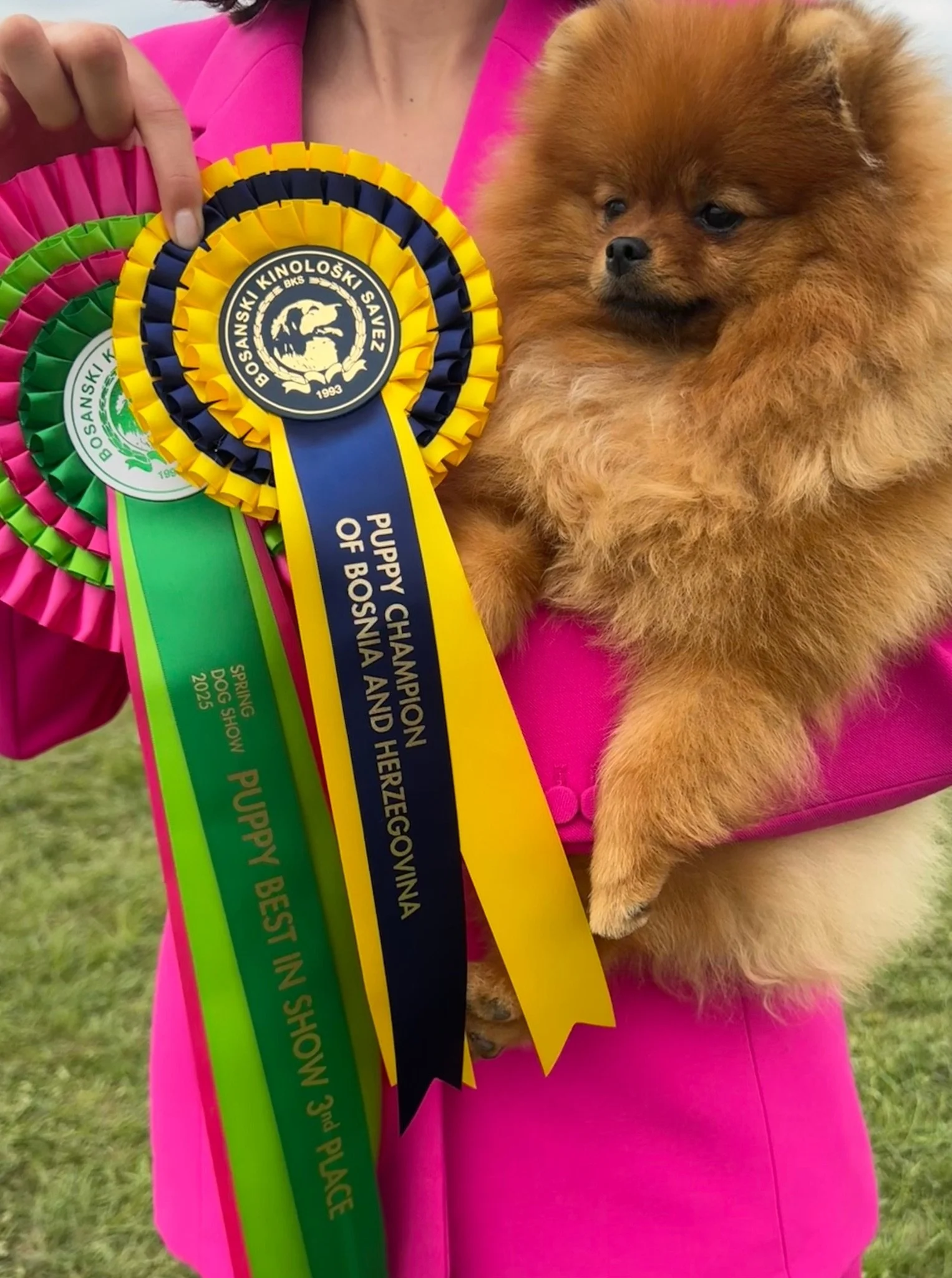 pomeranian cosmopom.jpg