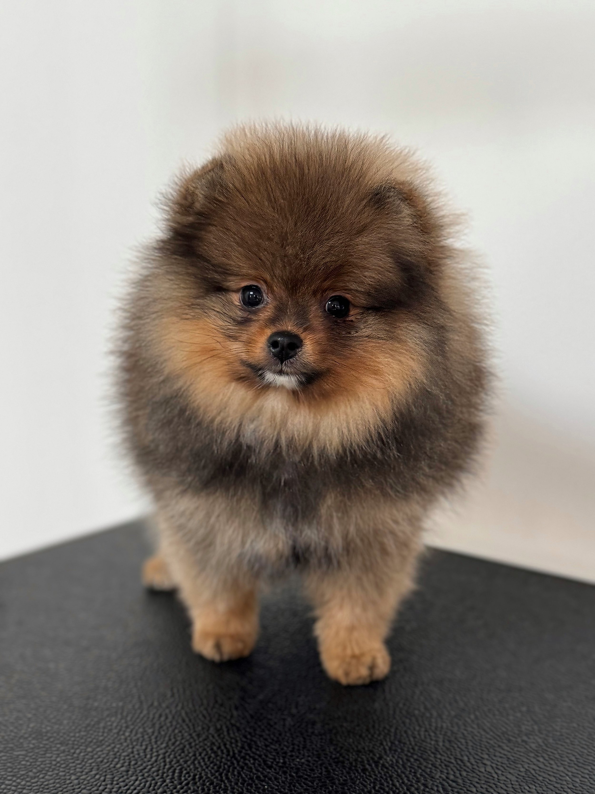 Un chiot poméranien brun clair avec du pelage épais et fluffy, tenu par une main, contre un fond blanc.