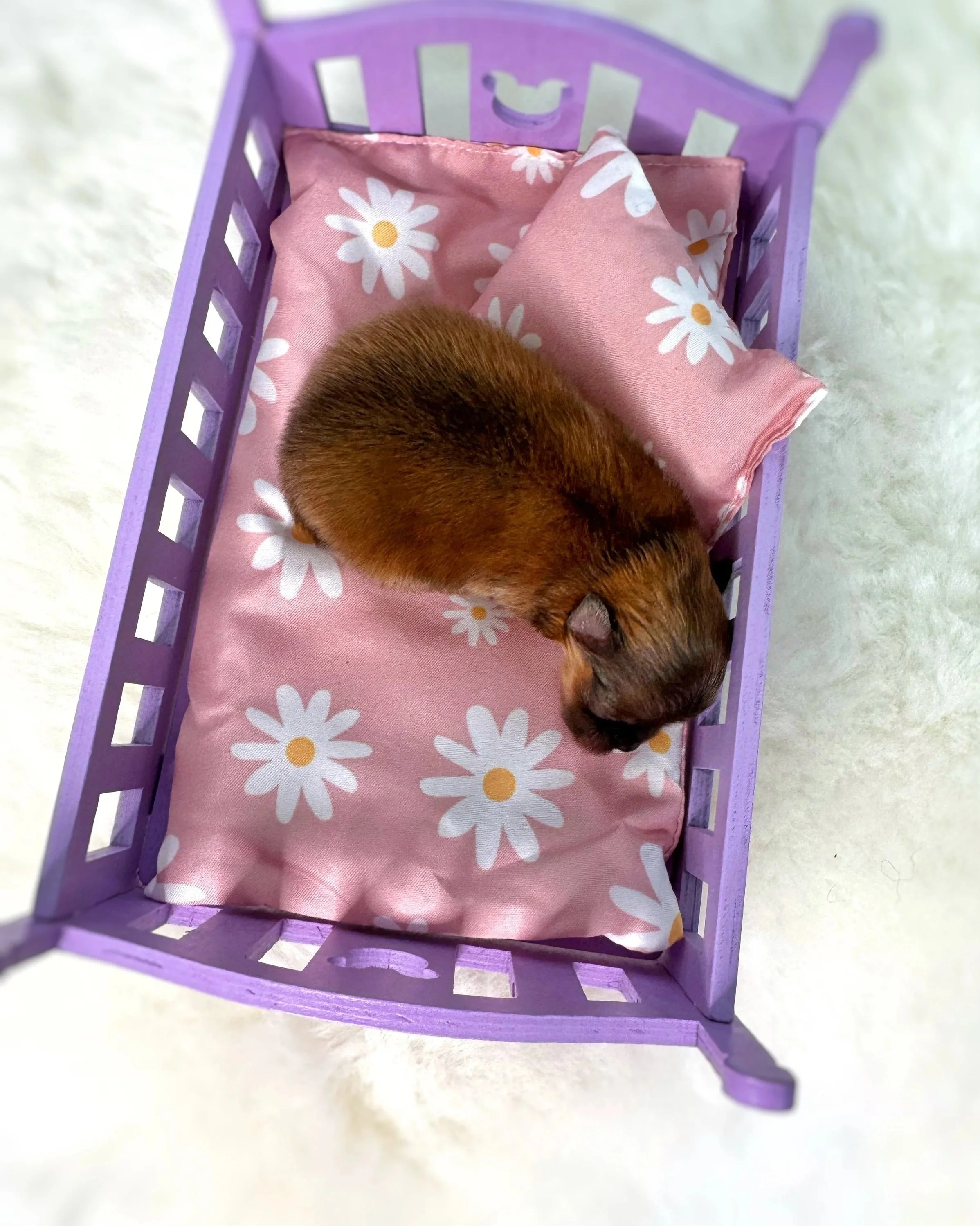 Un chiot Husky noir et beige tenu par une personne, entouré de fleurs de cerisier en pleine floraison contre un ciel bleu.