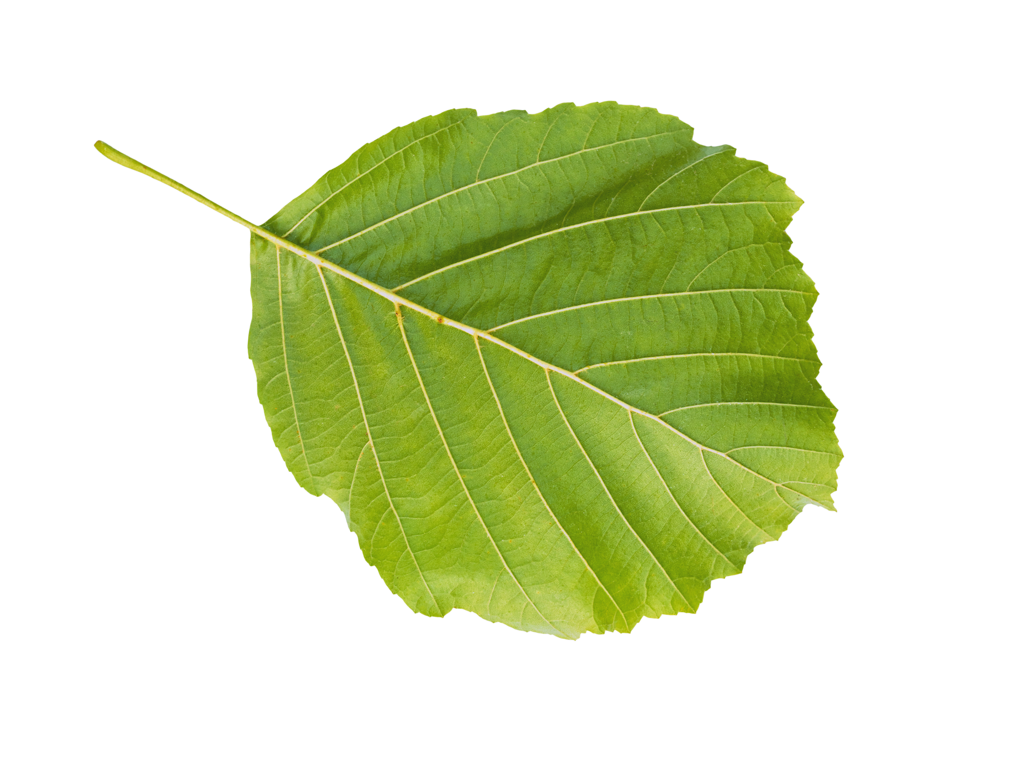 A green leaf with visible veins and a pointed tip.