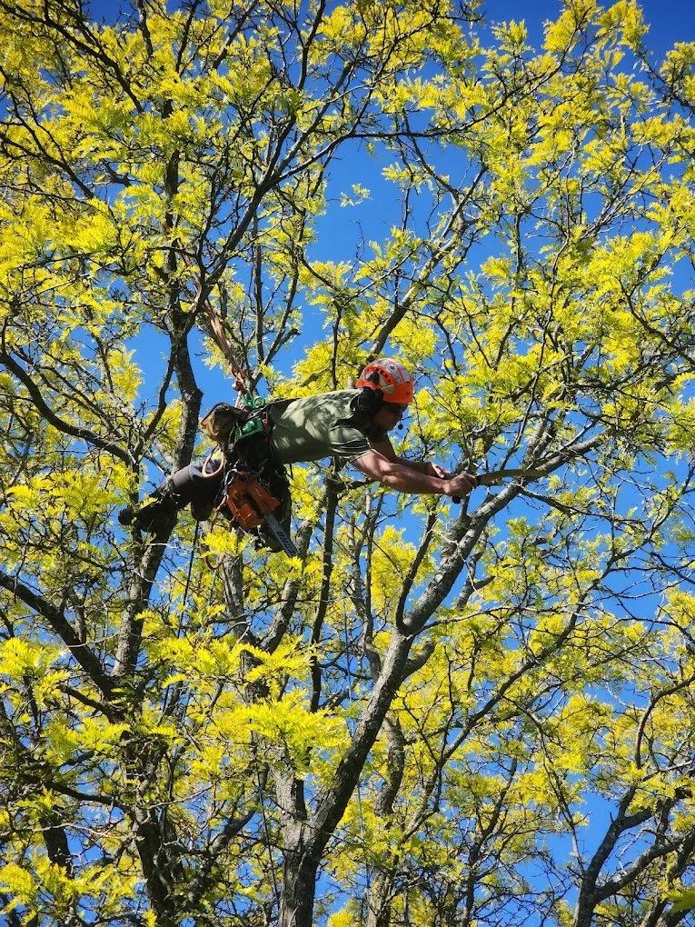 A man wearing an orange helmet and harness is climbing a tall tree with yellow-green leaves against a blue sky.