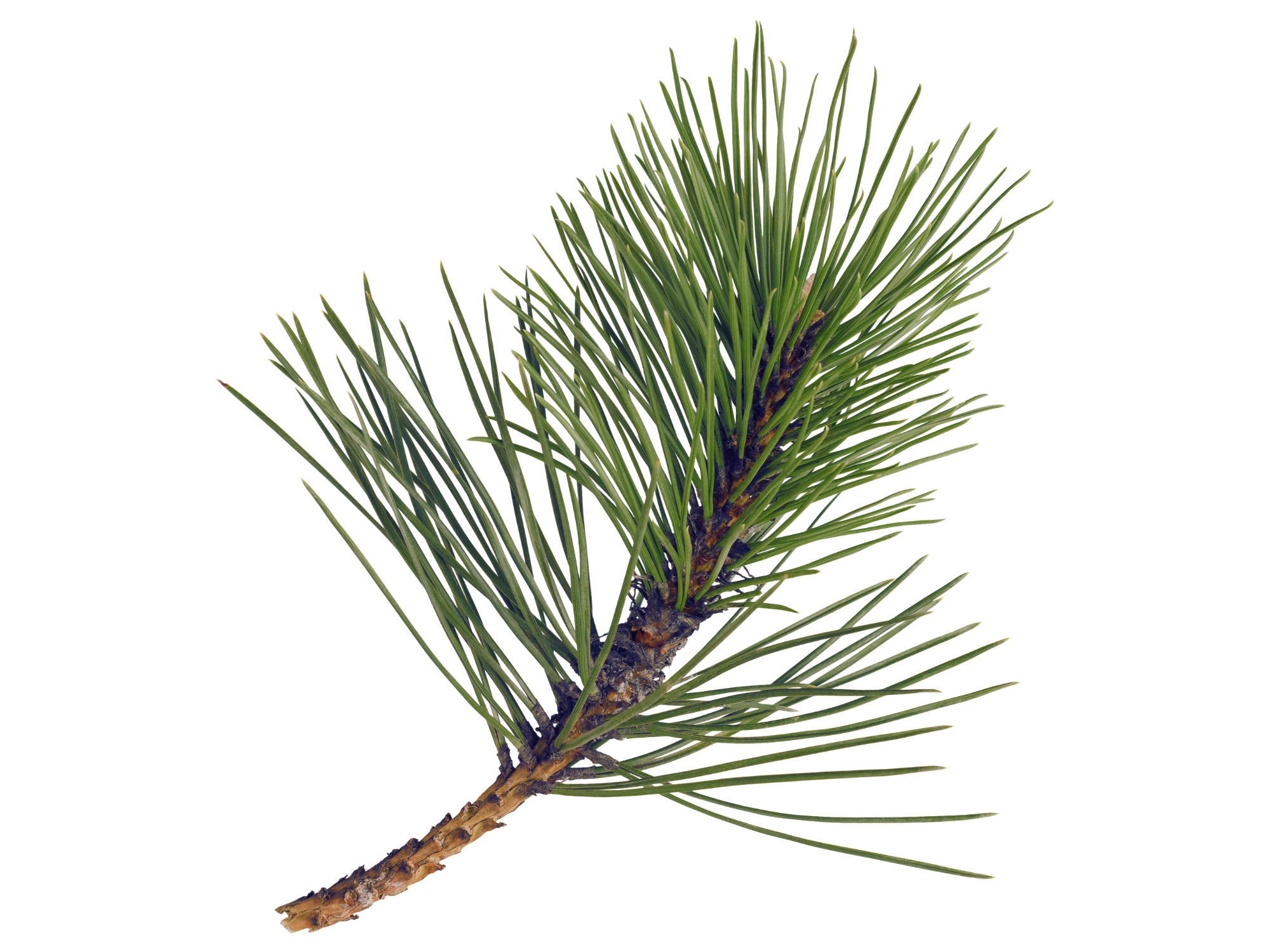 Close-up of a pine tree branch with green conifer needles.
