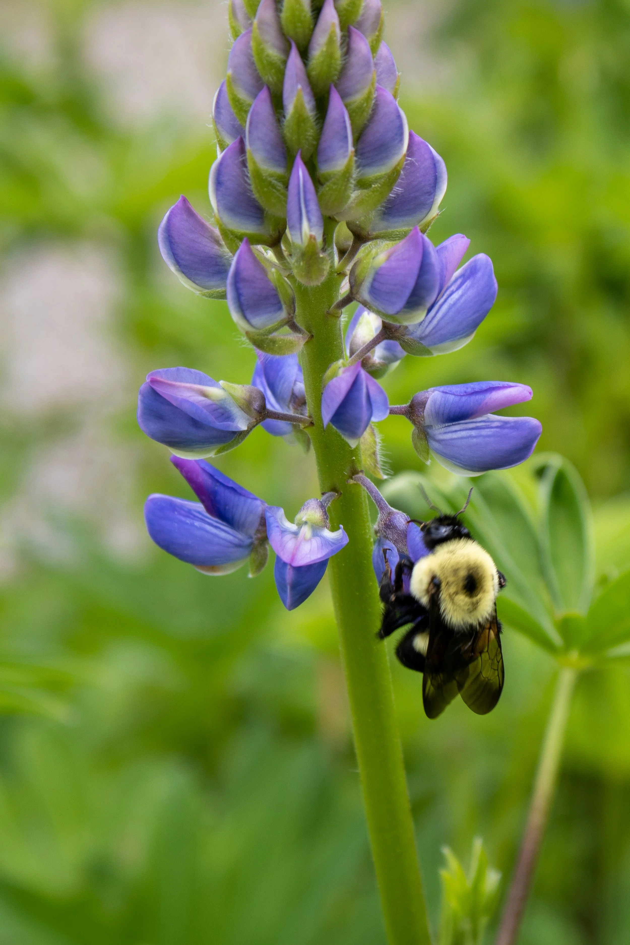 Alex Terlecky | Life on a Lupine