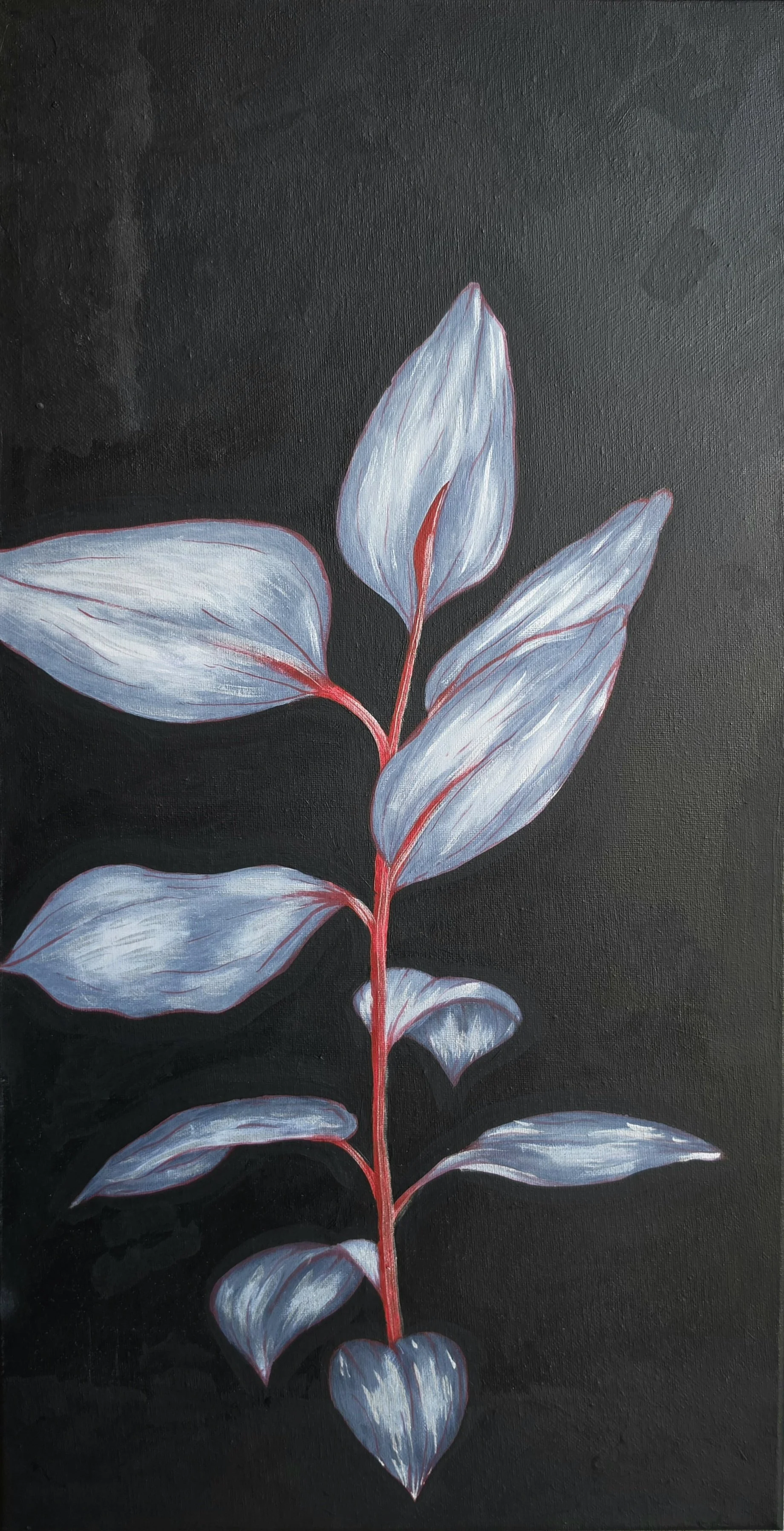 A painting of a Ficus Elastica with multiple elongated light blue leaves with red veins and stems, set against a black background.