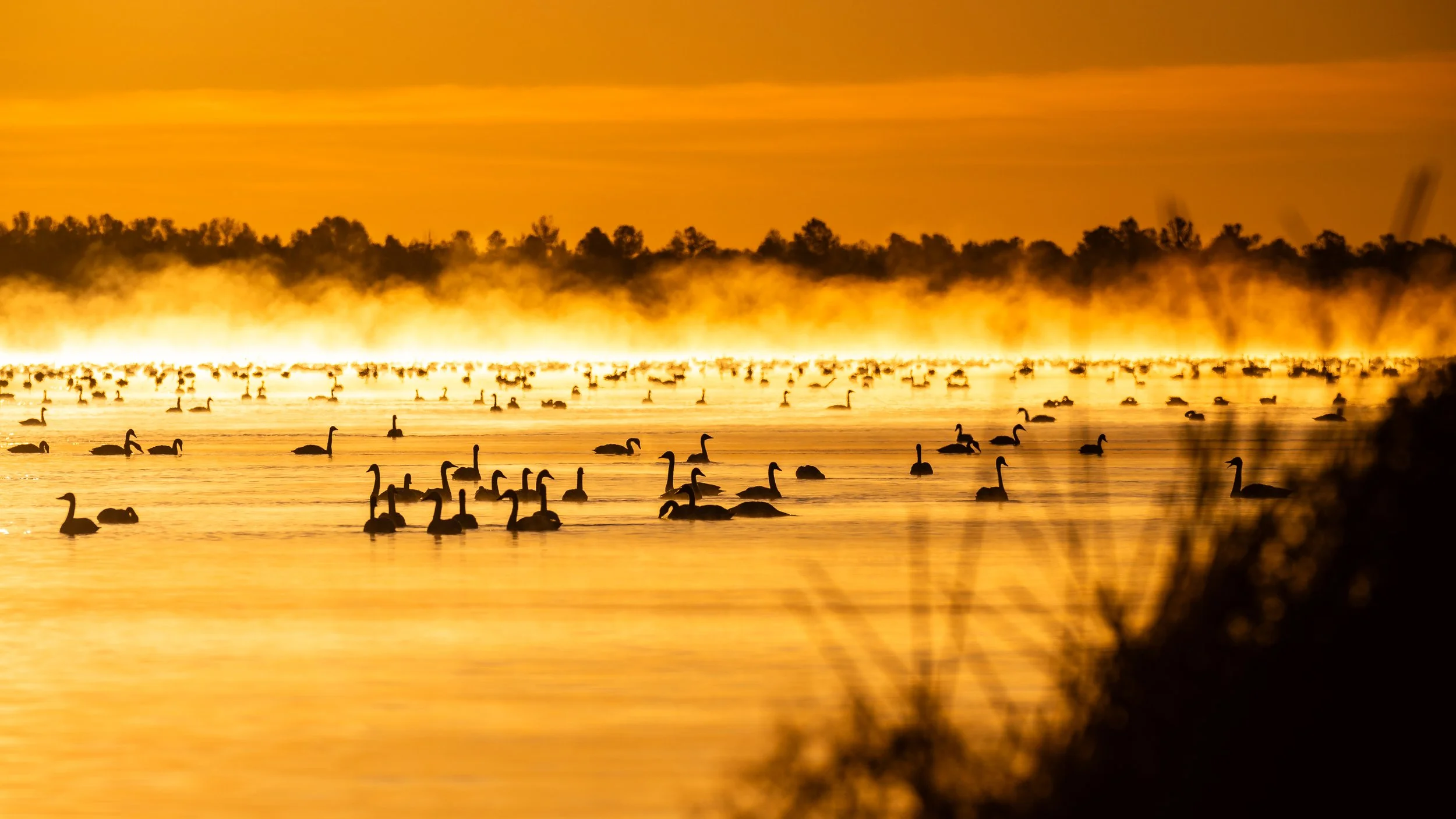 Waterfowl-Migration-at-Pungo-12.jpg
