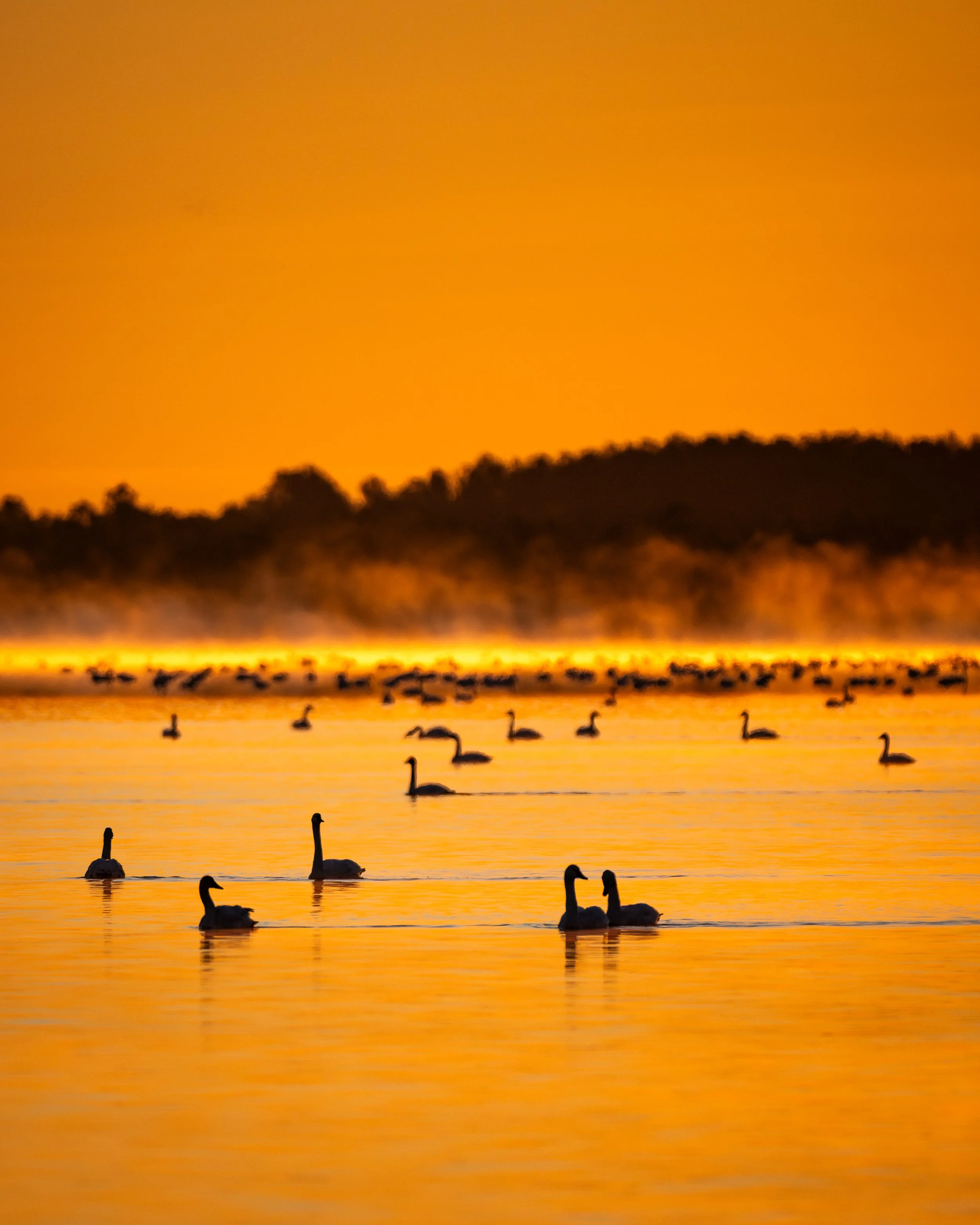 Waterfowl-Migration-at-Pungo-10.jpg