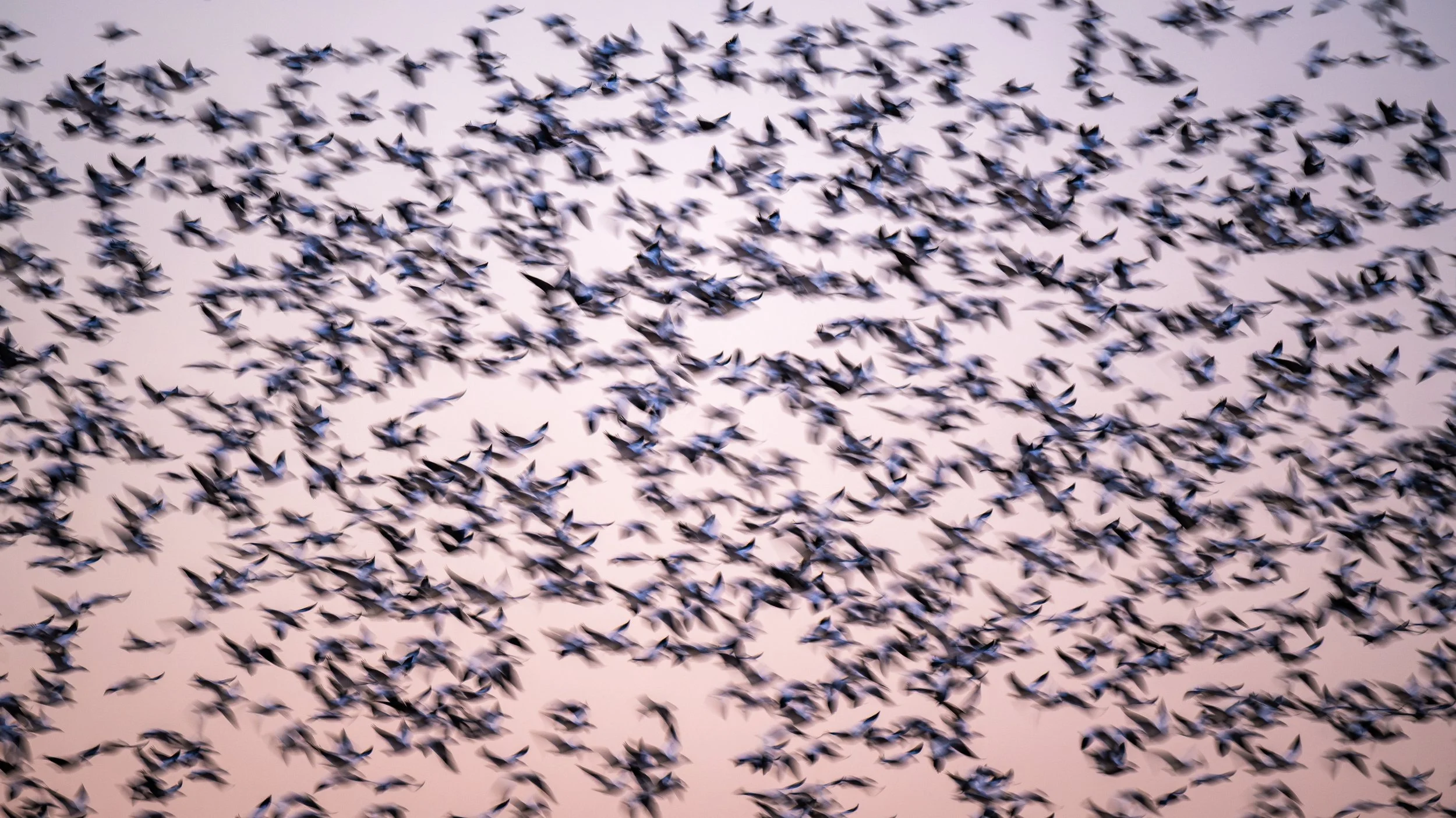Waterfowl-Migration-at-Pungo-8.jpg
