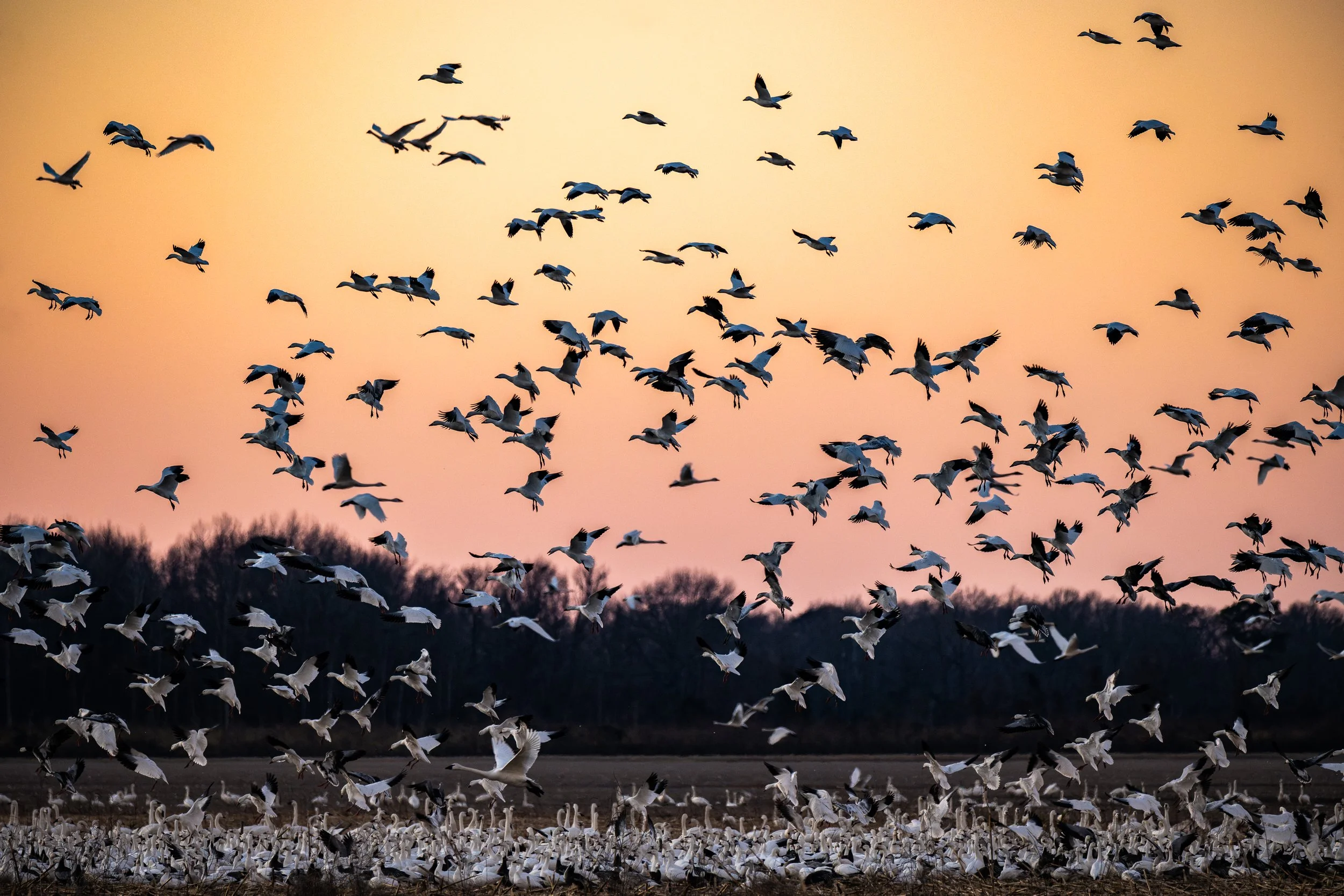 Waterfowl-Migration-at-Pungo-6.jpg