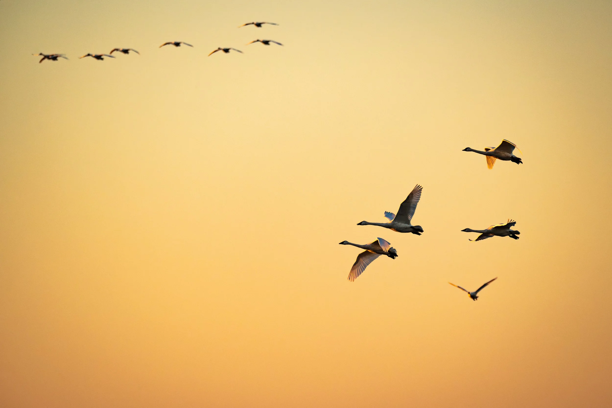 Waterfowl-Migration-at-Pungo-13.jpg