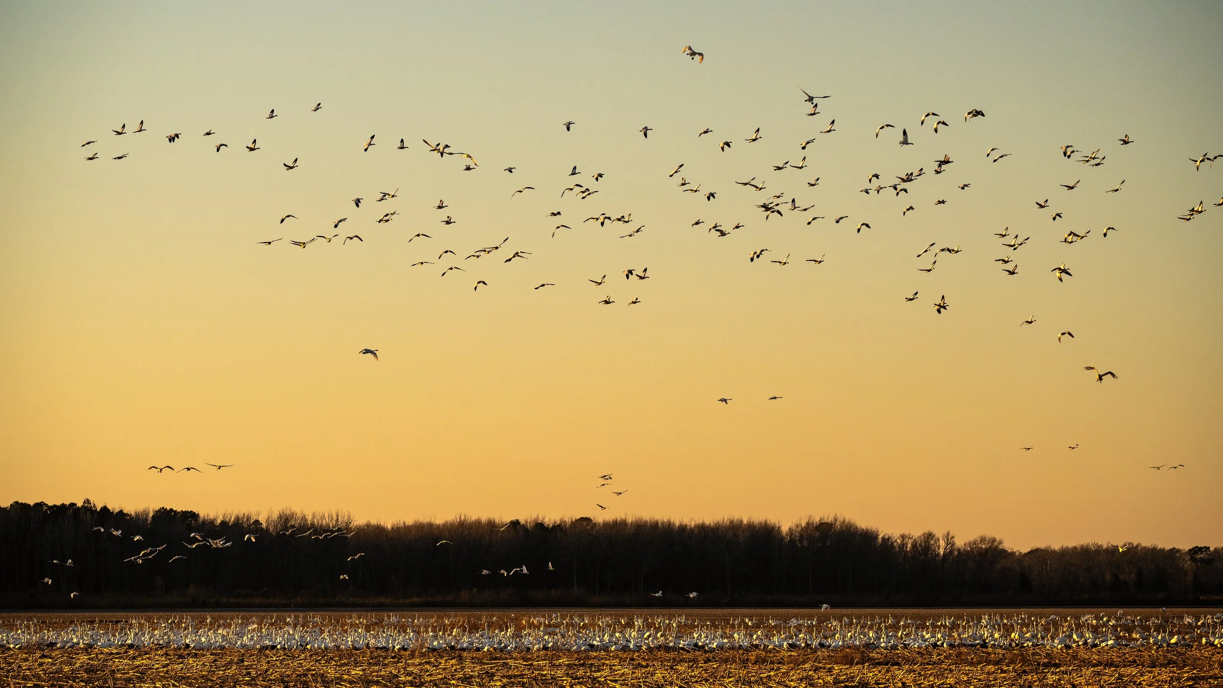 Waterfowl-Migration-at-Pungo-3.jpg