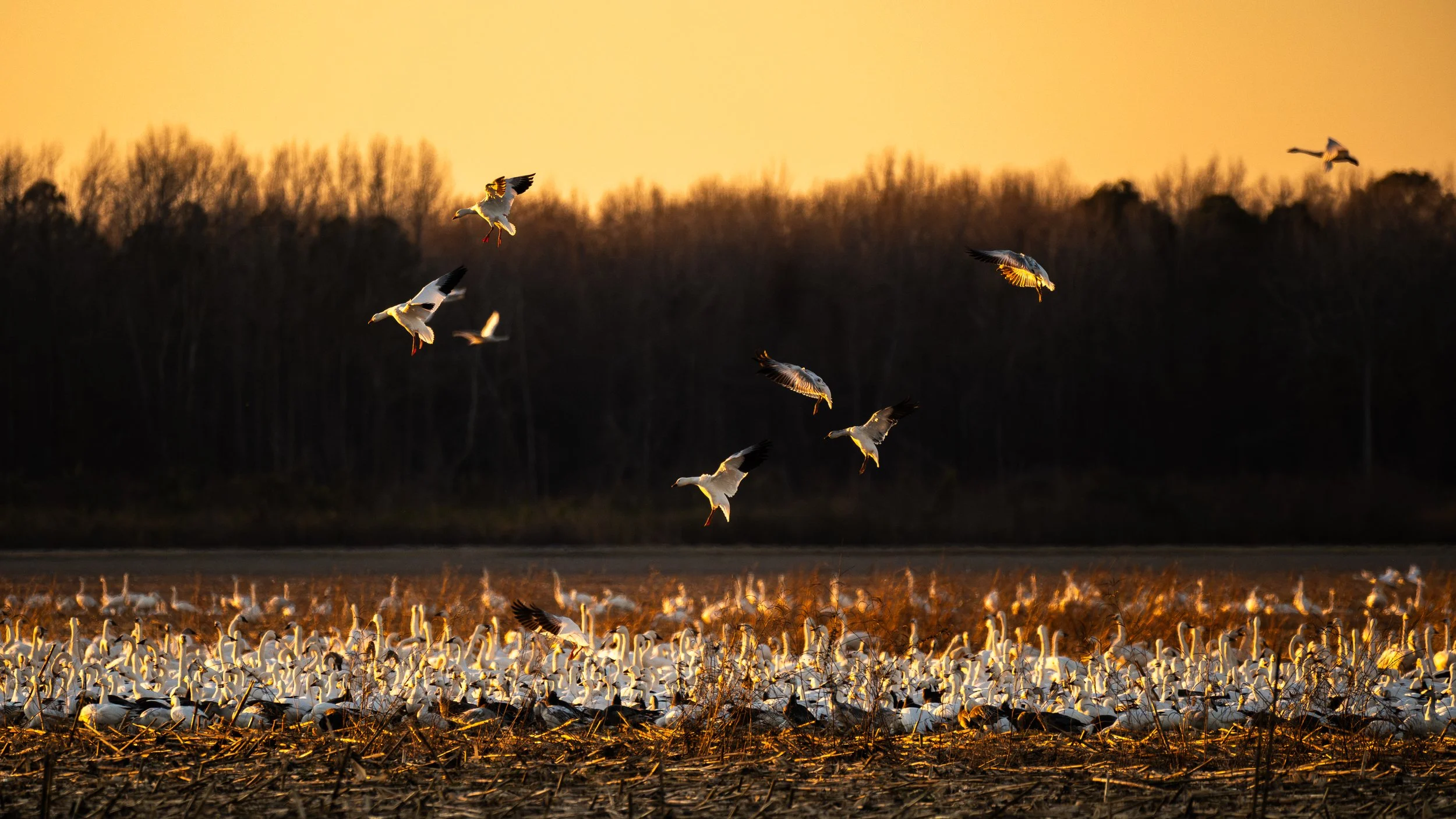 Winter Migration at Pungo