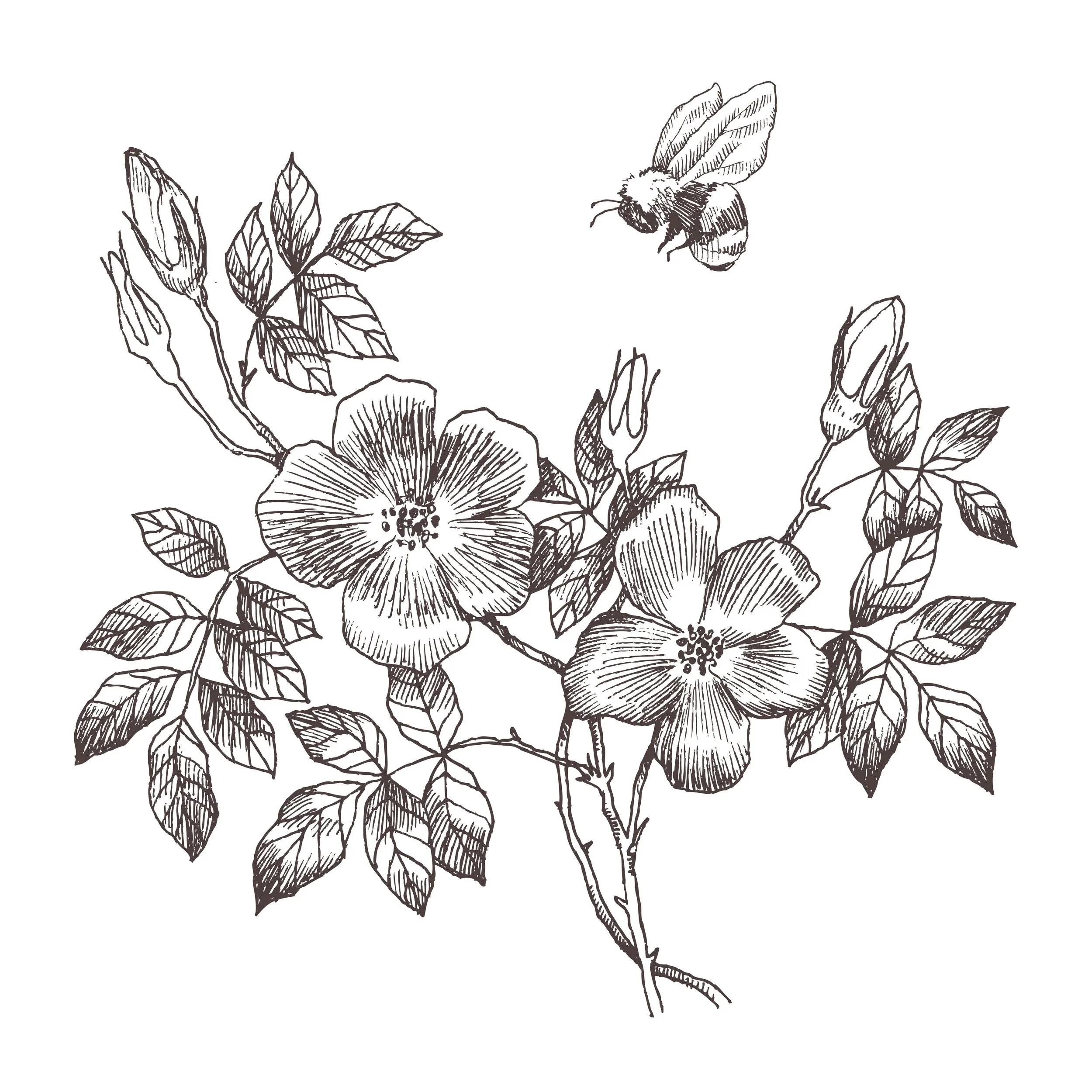 Botanical illustration of a flowering plant with a bee hovering nearby.