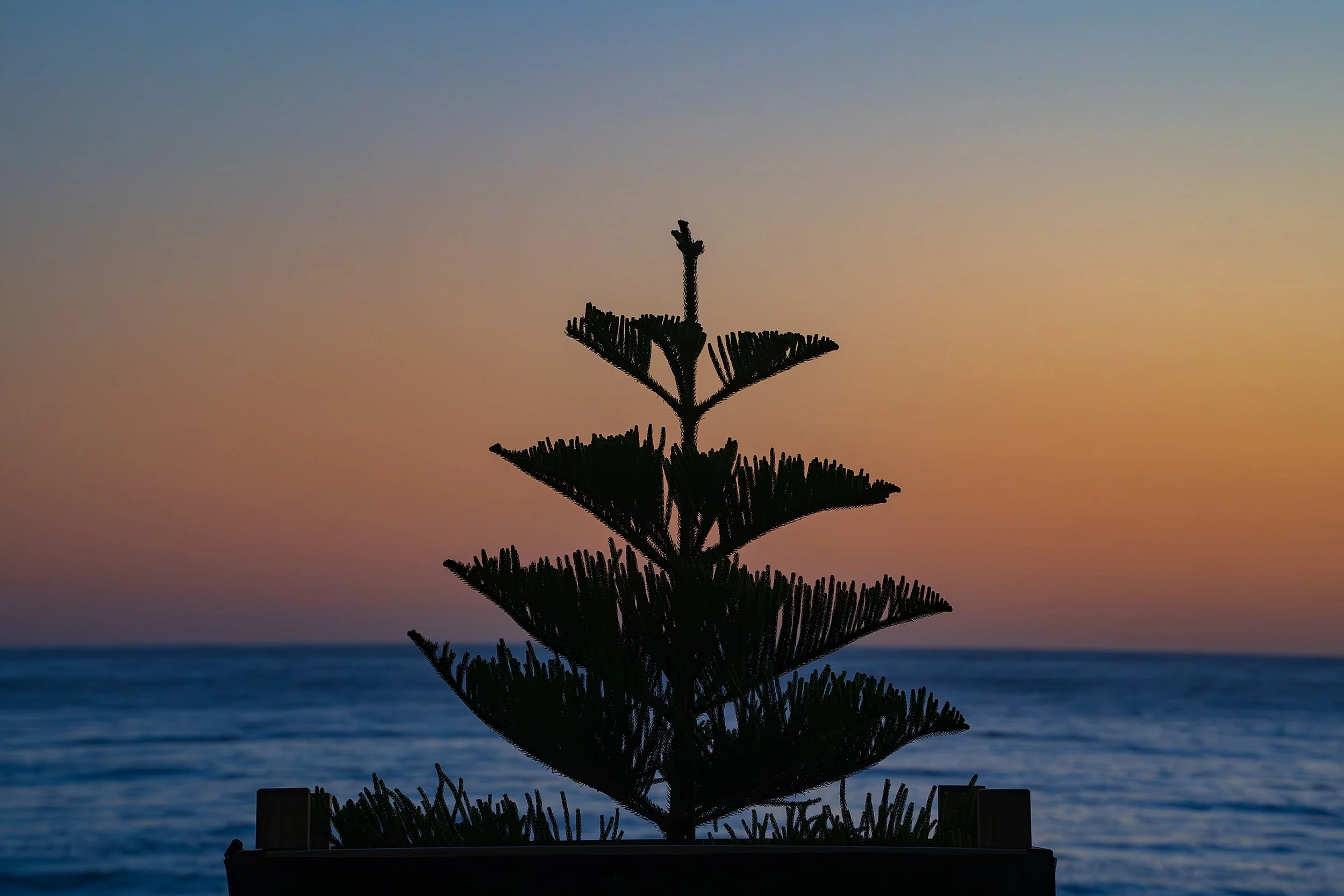 Newly Planted Norfolk Pine: Manly