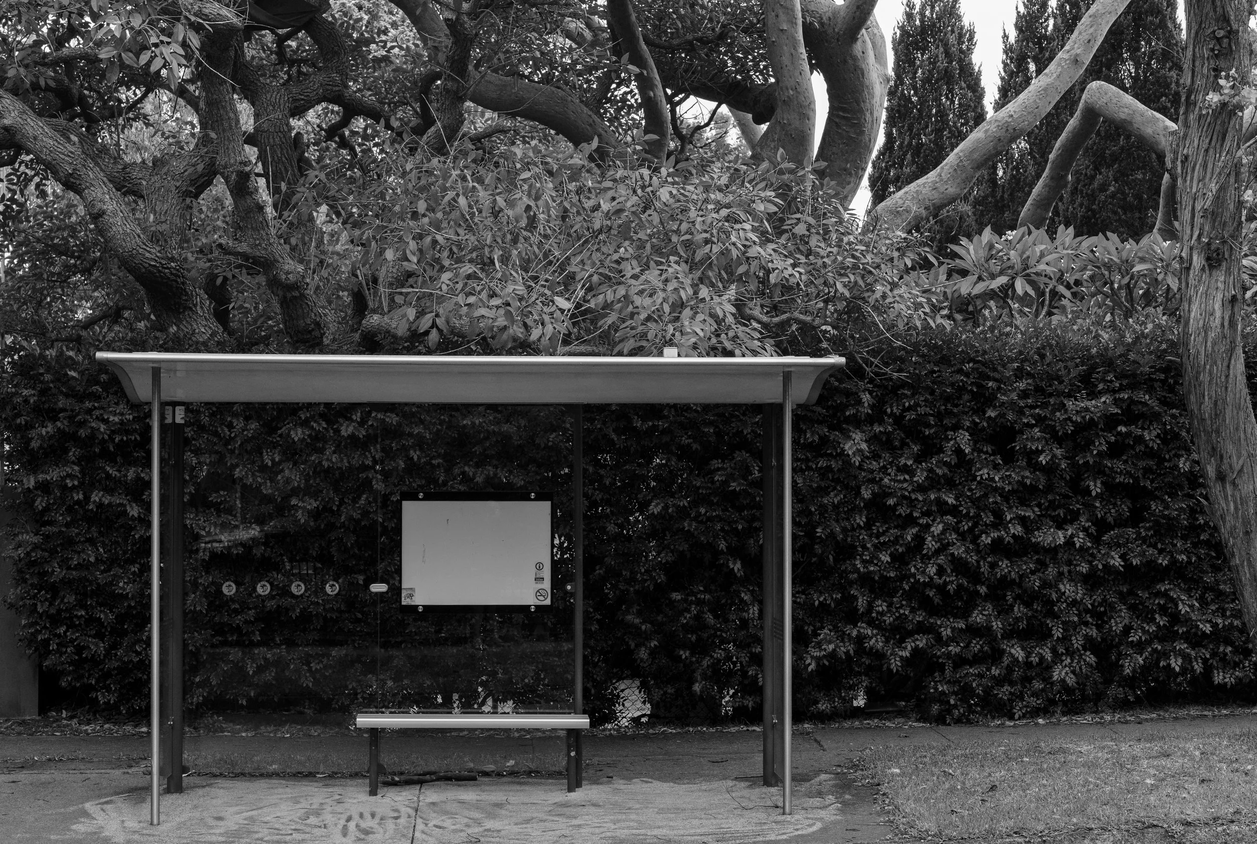 Balgowlah: Bus Stop with Trees