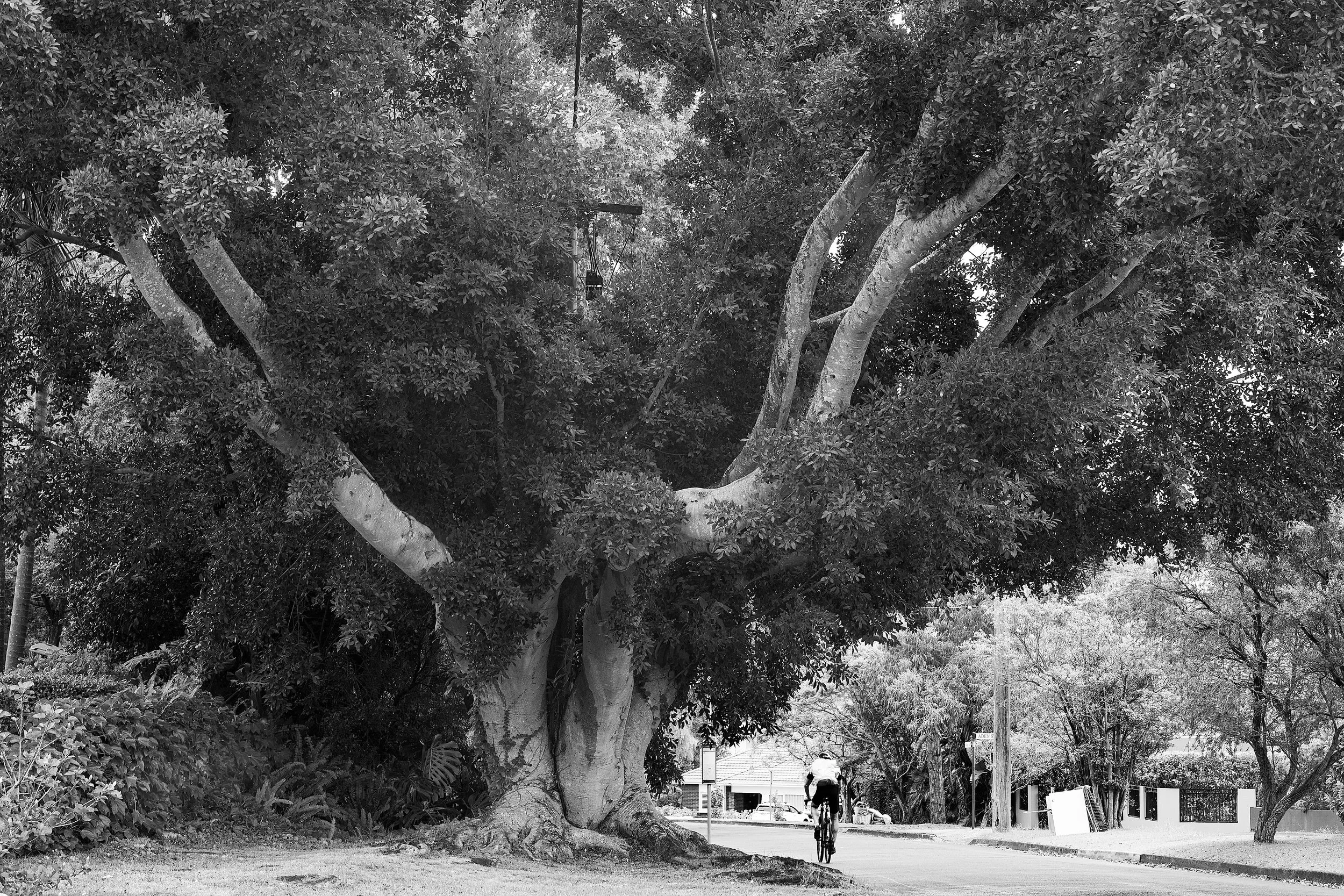 Beautiful trees of Seaforth