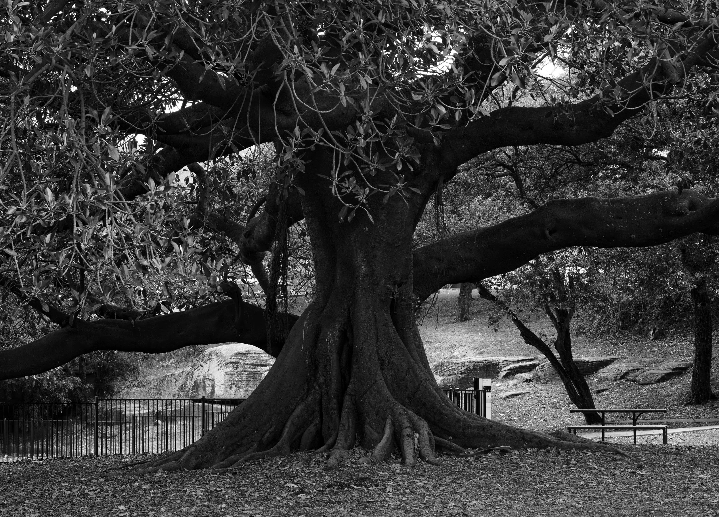Balgowlah: Moreton Bay Fig