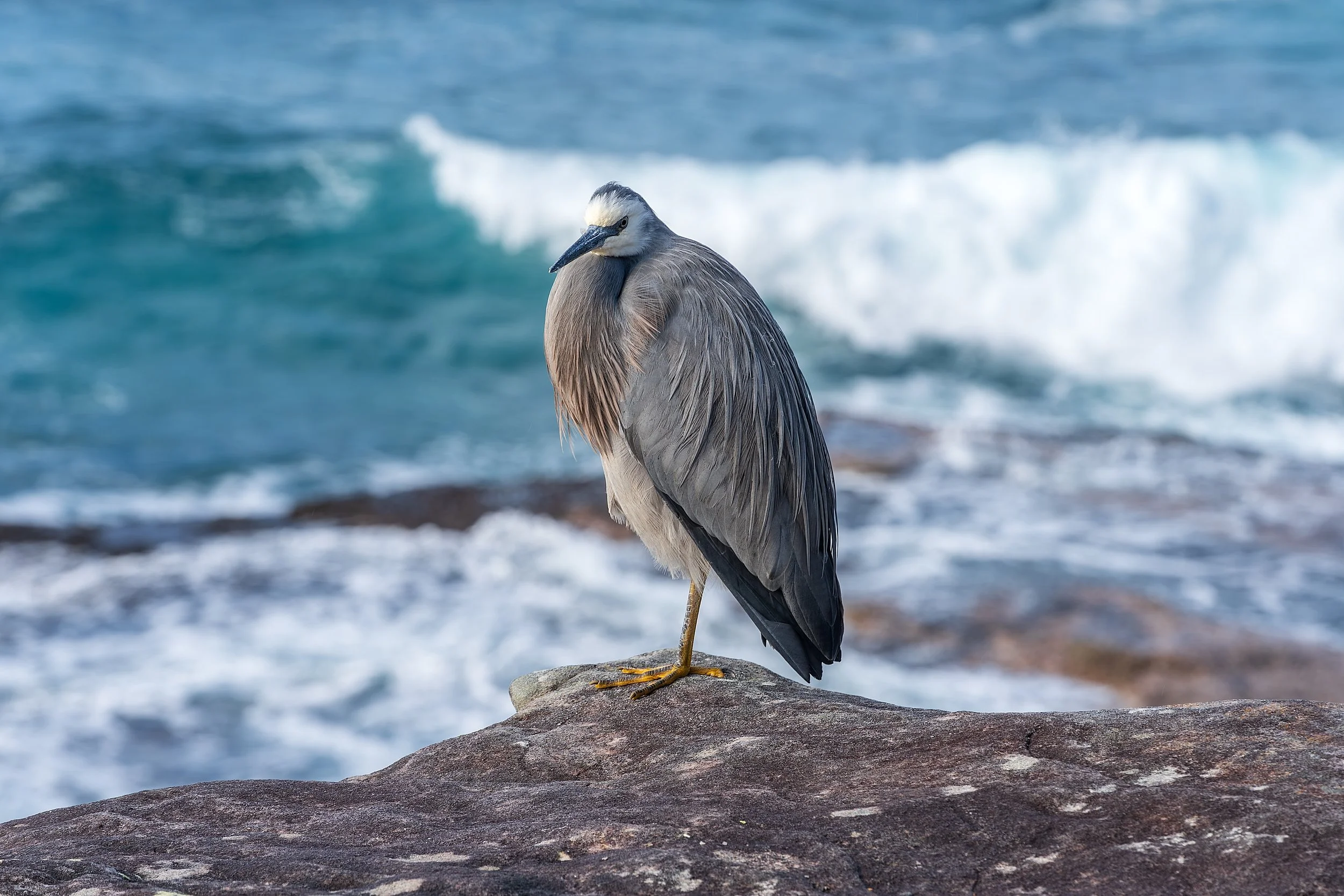 A White Faced Heron at Shelly Beach