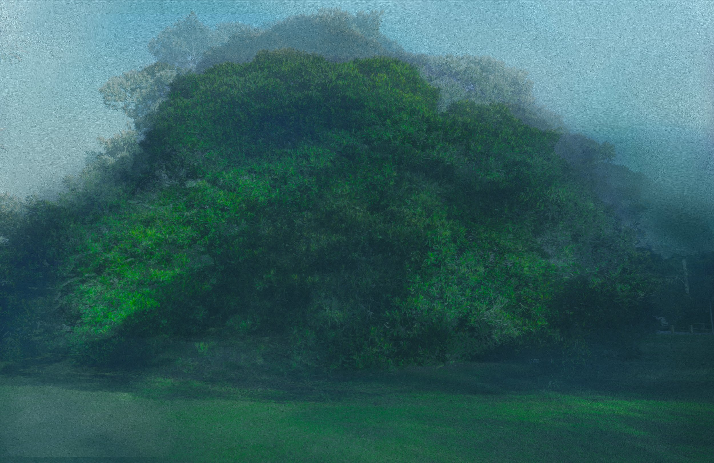 Giant Moreton Bay Figs of Manly