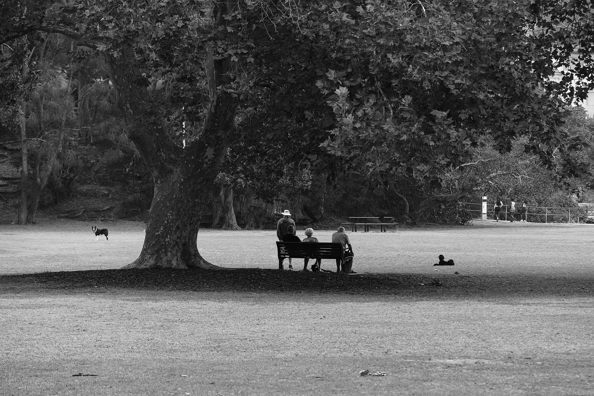 Balgowlah: North Harbour Reserve