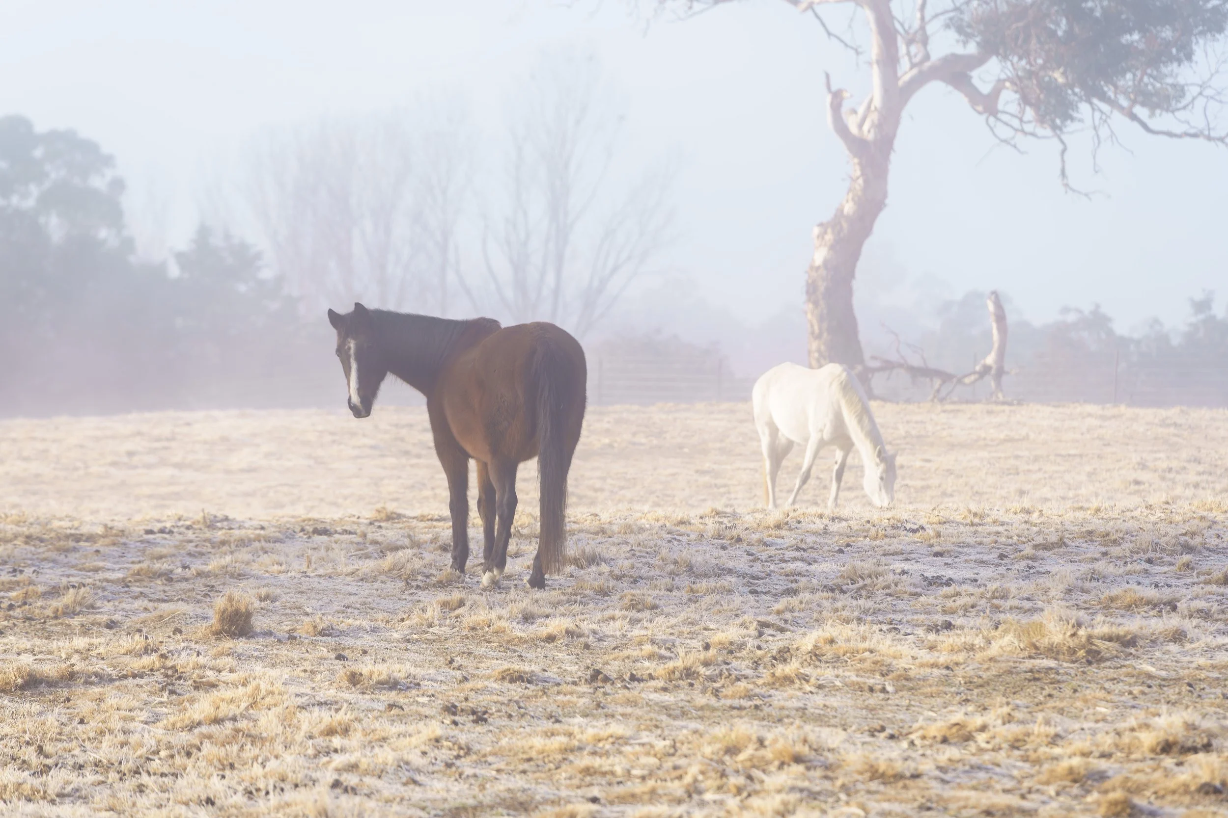 Horses grazing in a very harsh frost. Snowy Mountains, NSW.
