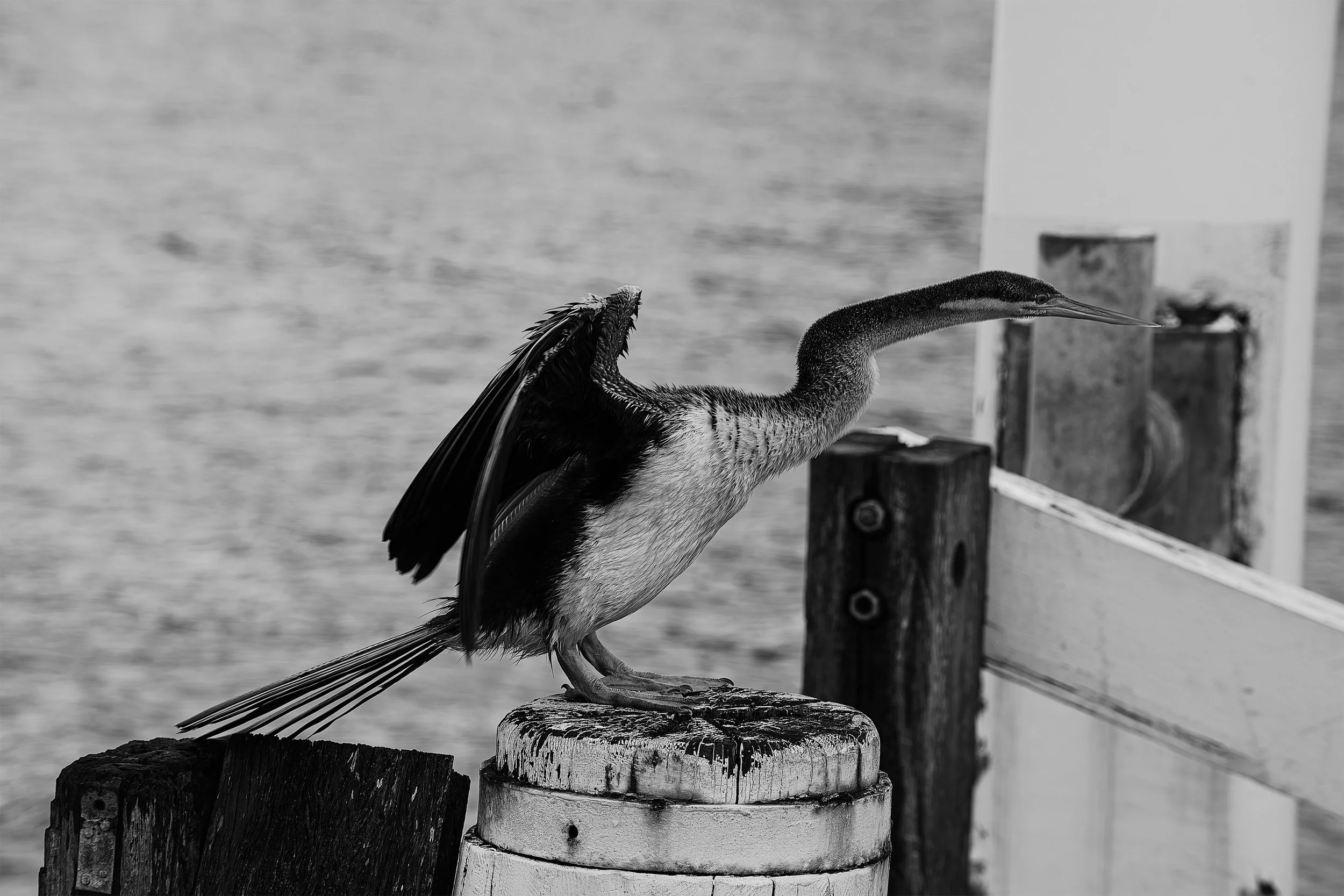 Australian Darter