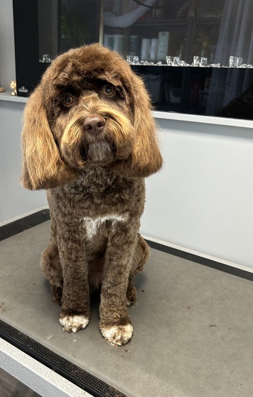 Beach Hut Grooming dog grooming listing photo