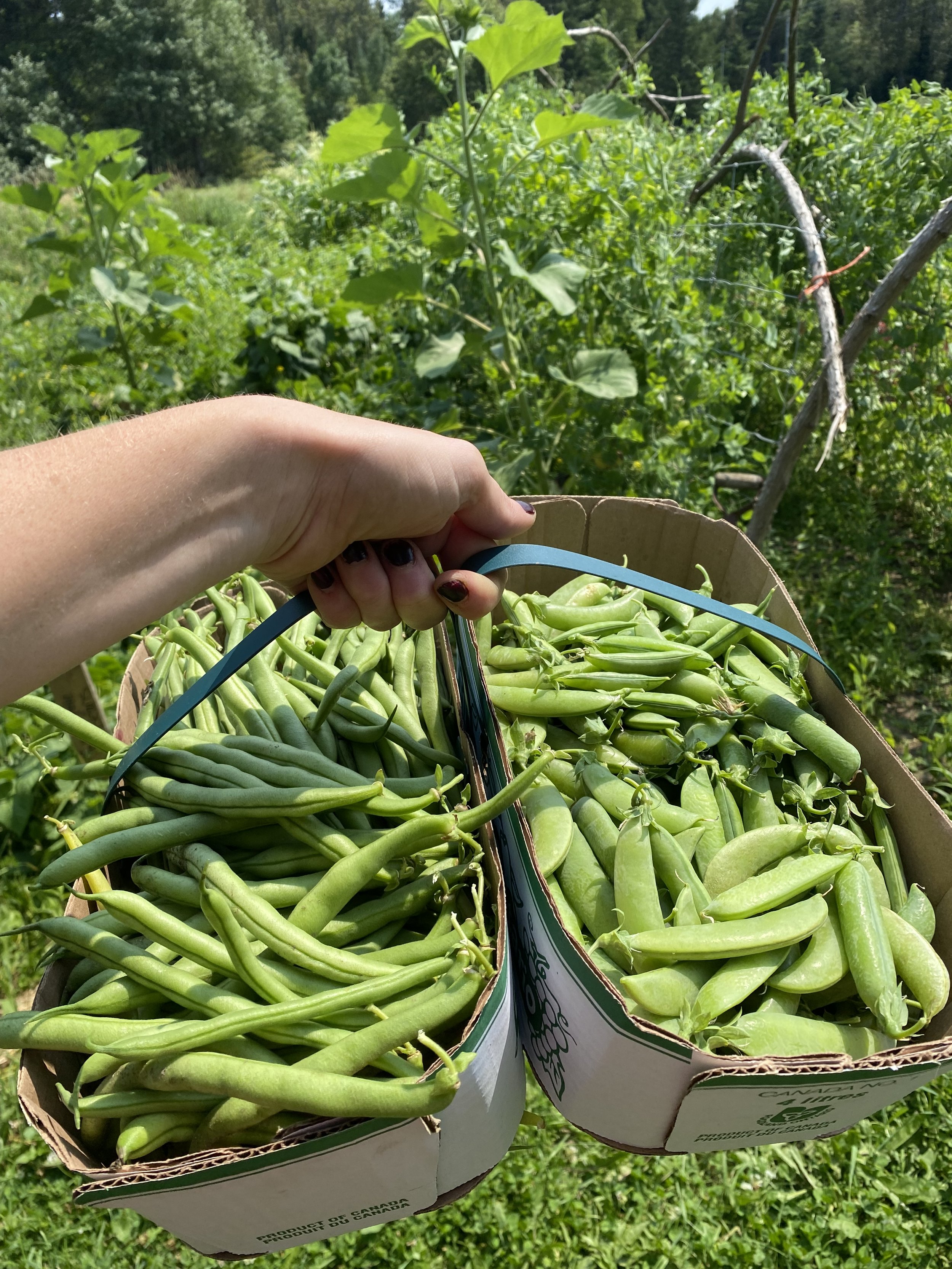 In-Season Veggies