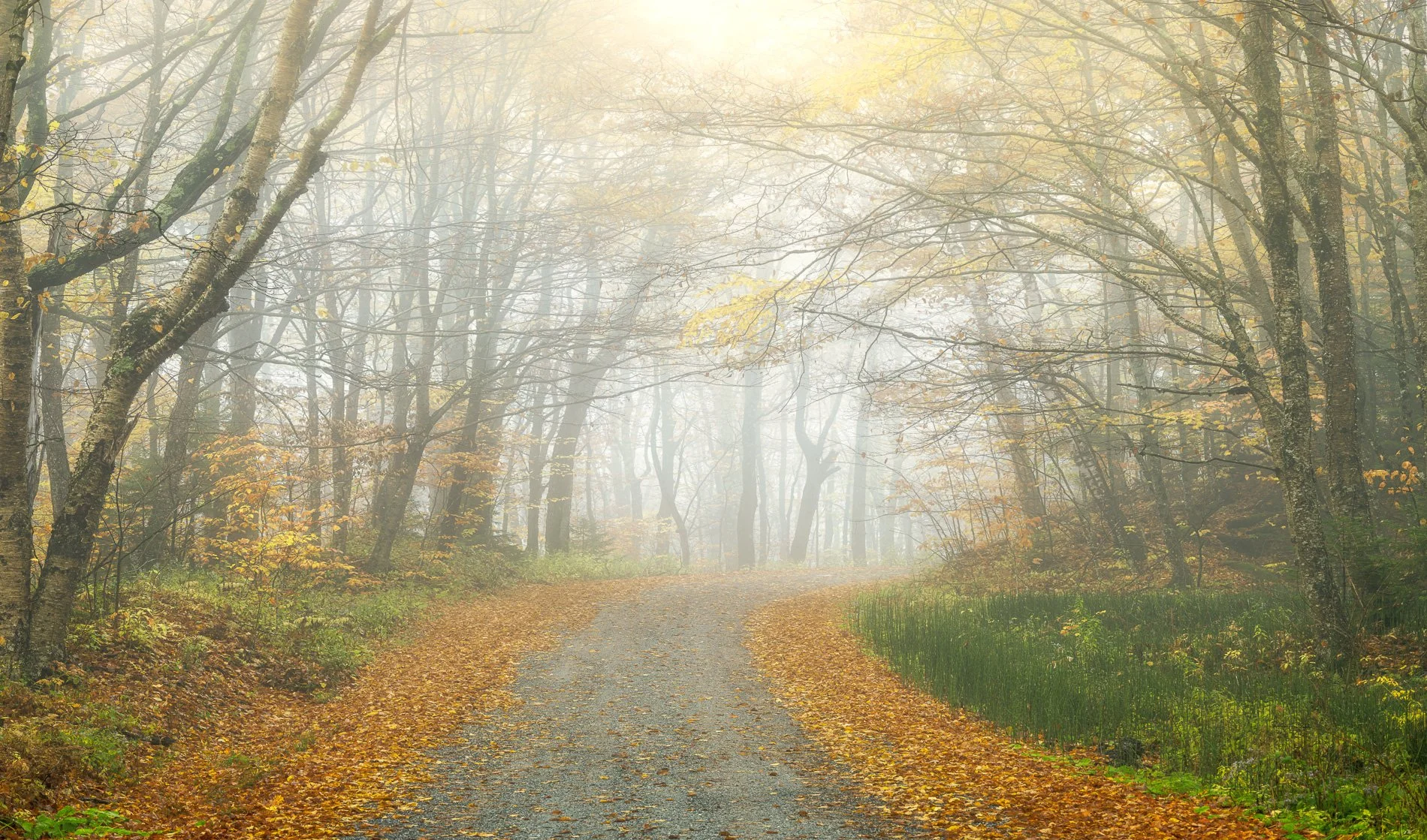 Vermont Foggy Autumn Path