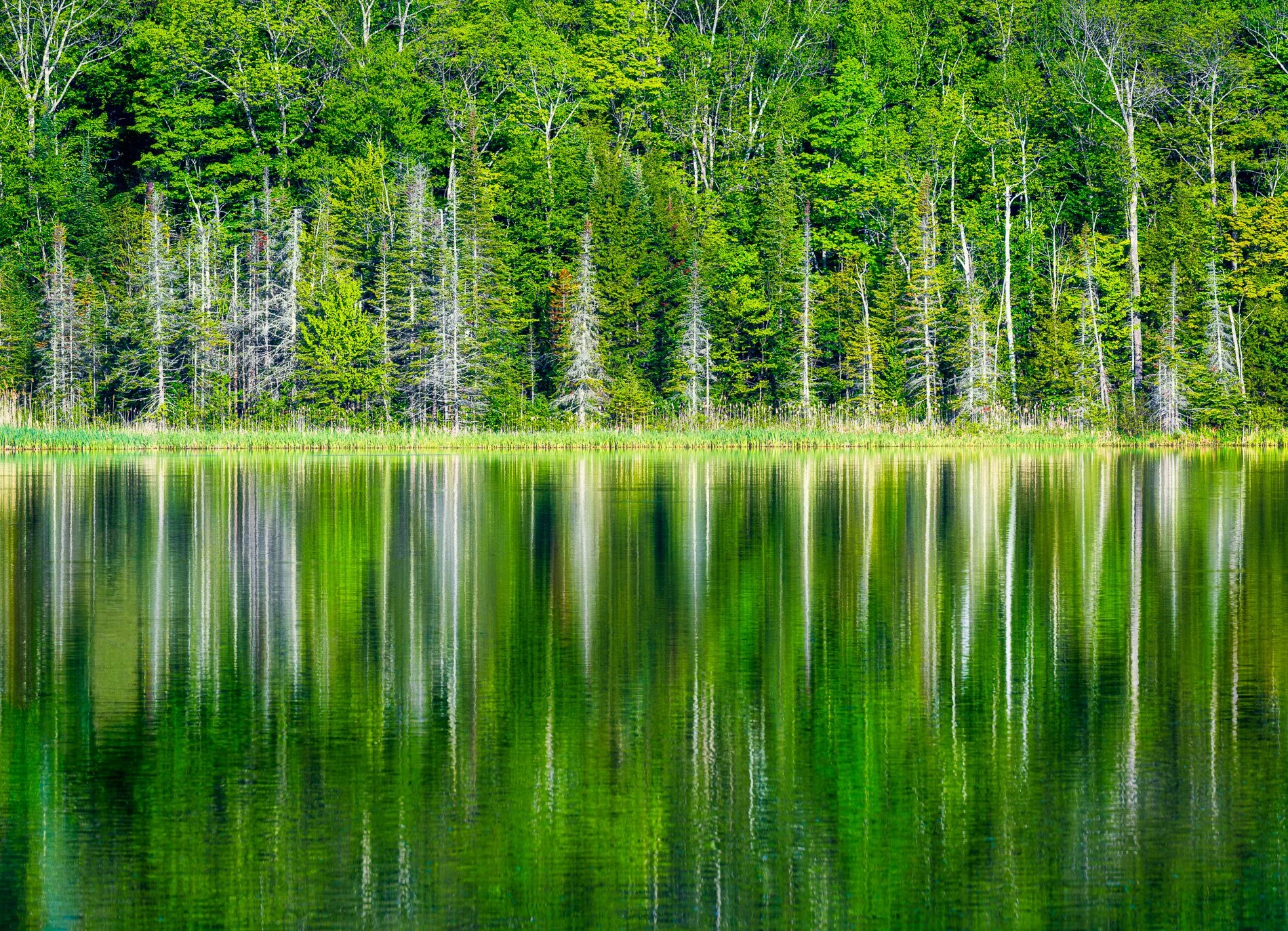 Vermont Spring Pond reflections
