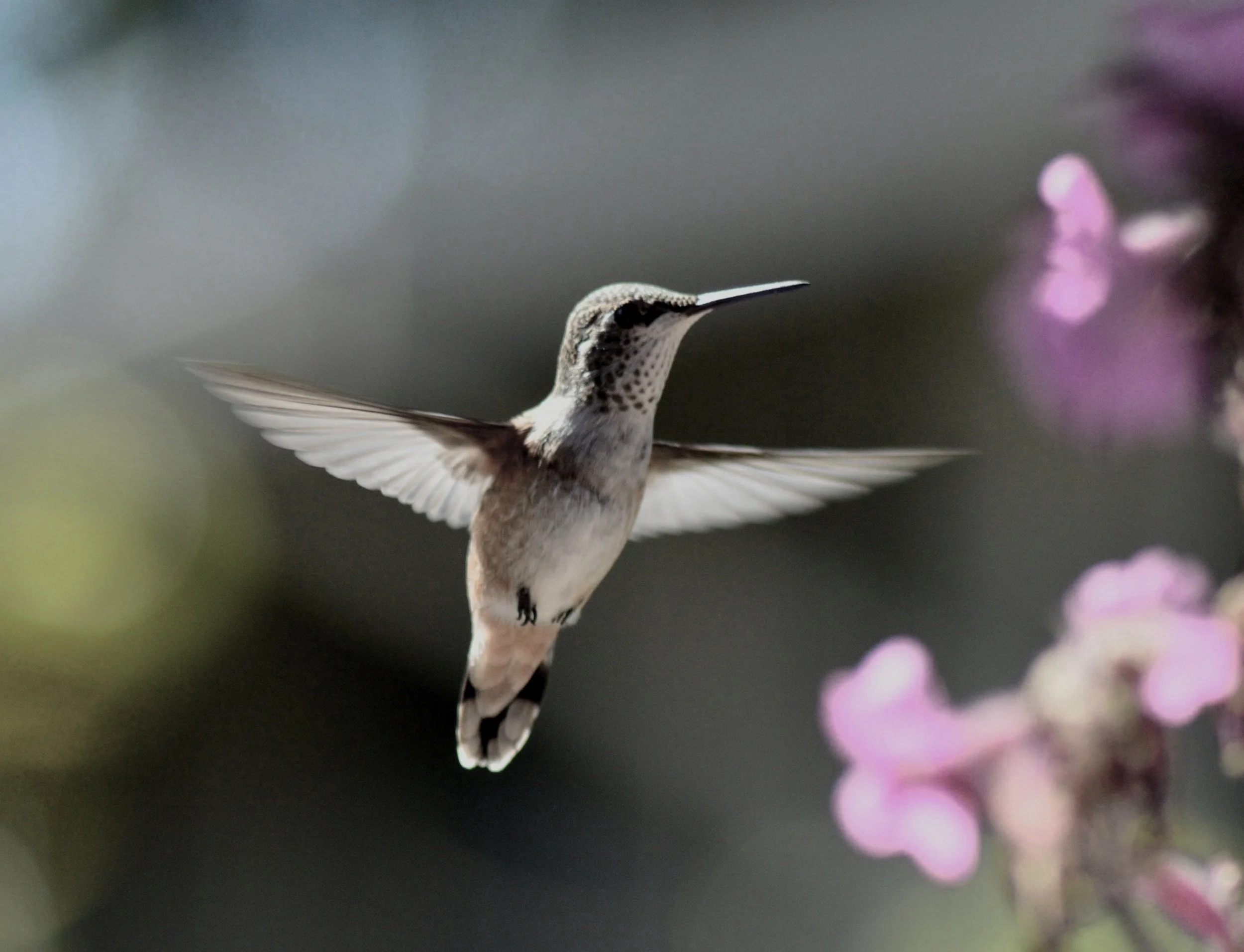 A hummingbird in flight near pink flowers with blurred background.