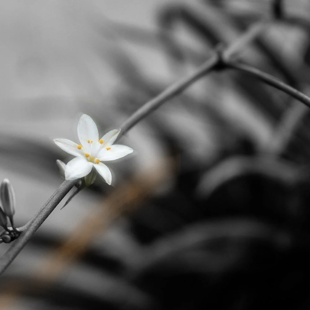 A small white flower with yellow stamens on a thin branch against a blurred black-and-white background of leaves.