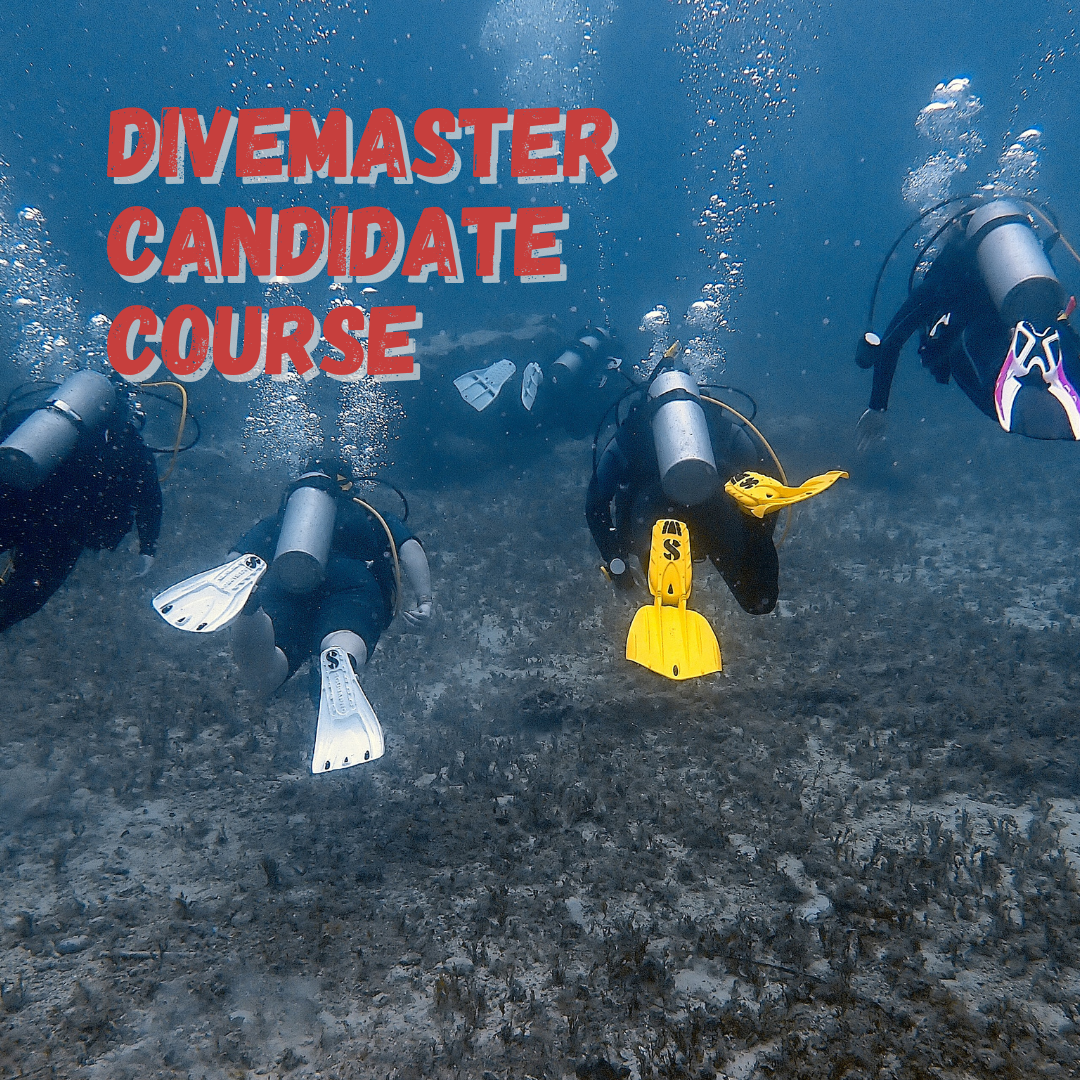 Divemaster Candidate Course