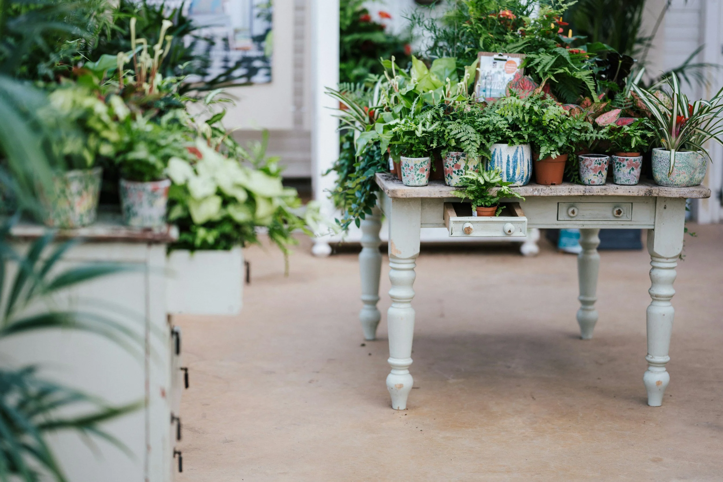 Plants