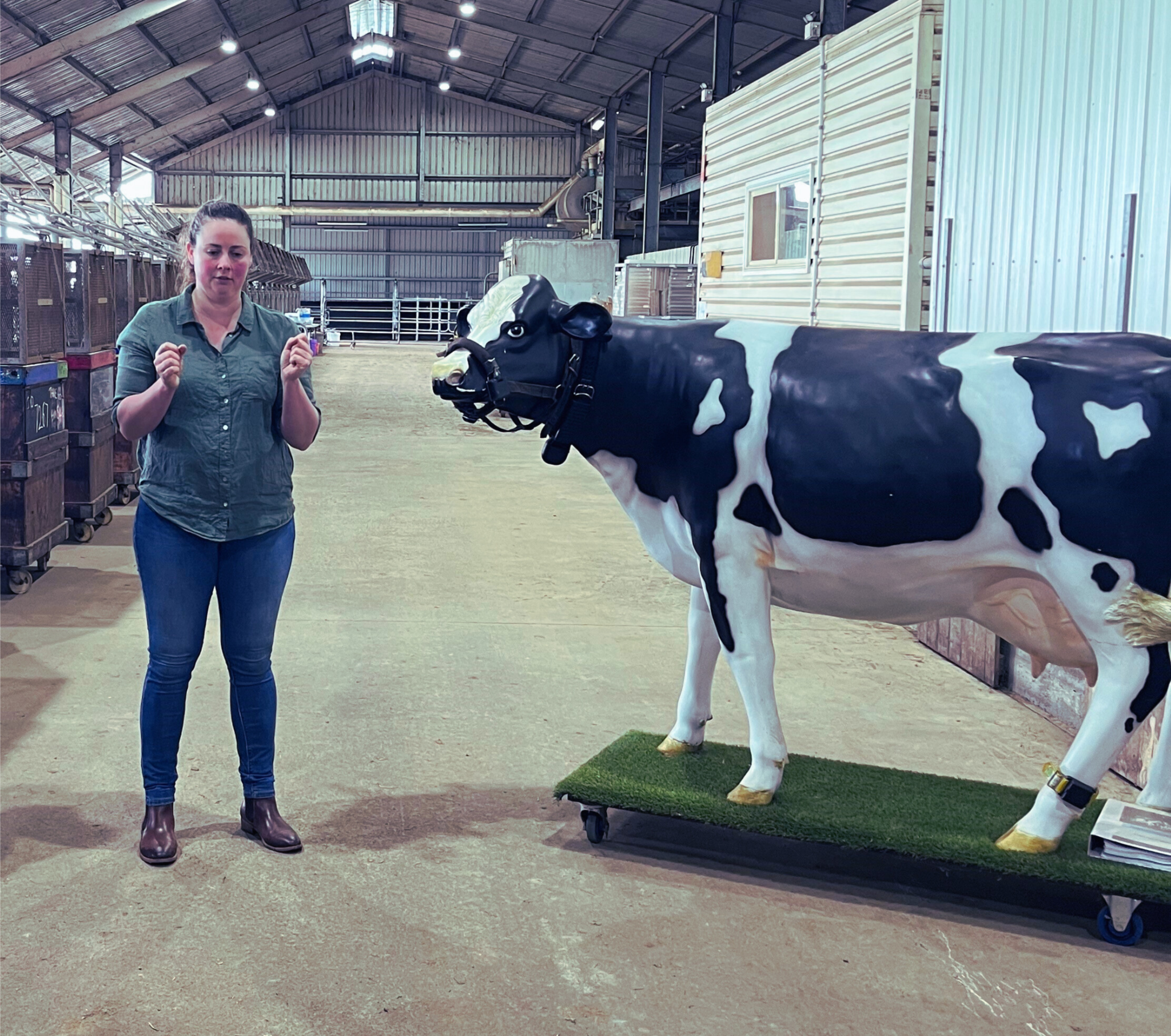 Virtual Fencing on Dairy Farms: The Insurance Questions Every Farmer Should be Asking