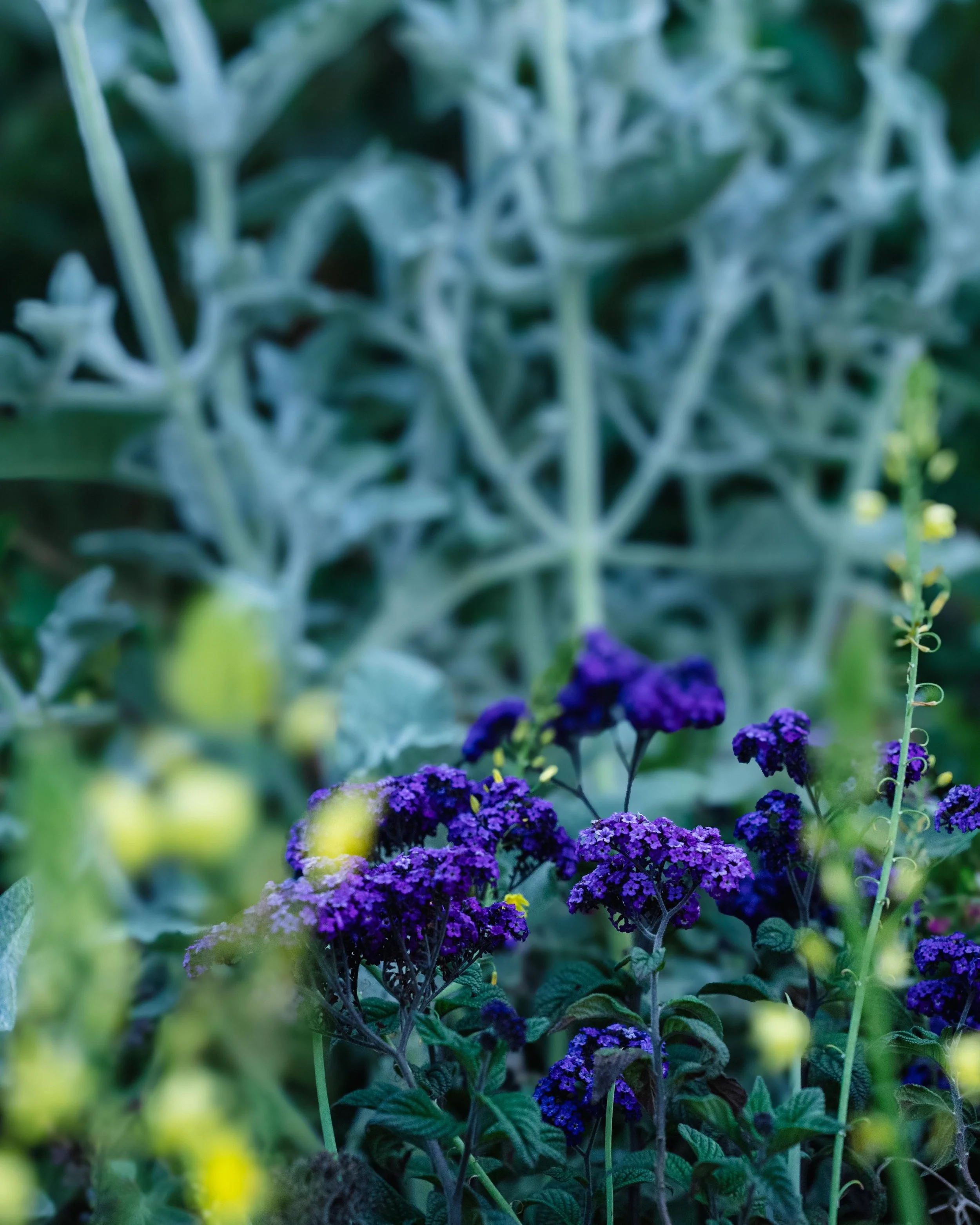 GERMINAL ABRIL 2026-25.jpg