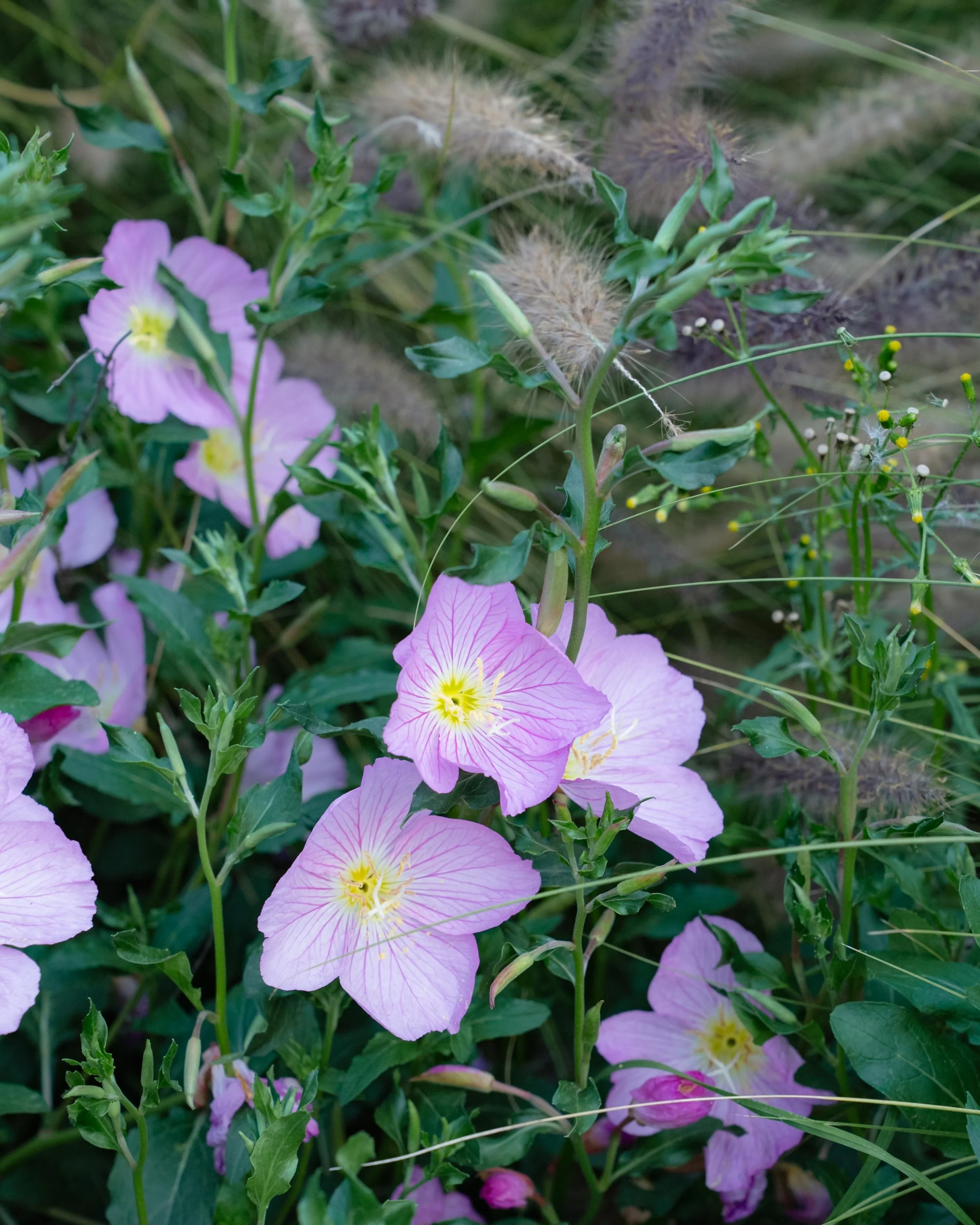 GERMINAL ABRIL 2026-17.jpg