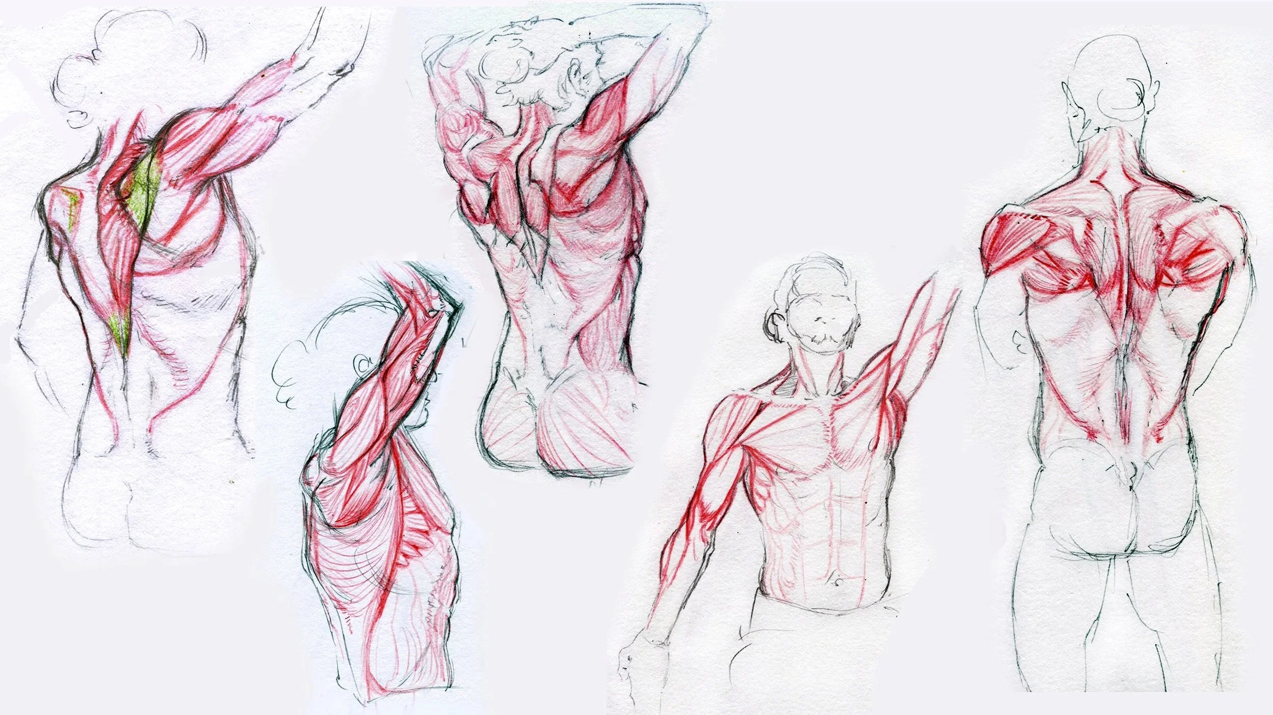 Sketches of human muscular anatomy in various poses, highlighting muscle groups with red and green pencil shading.