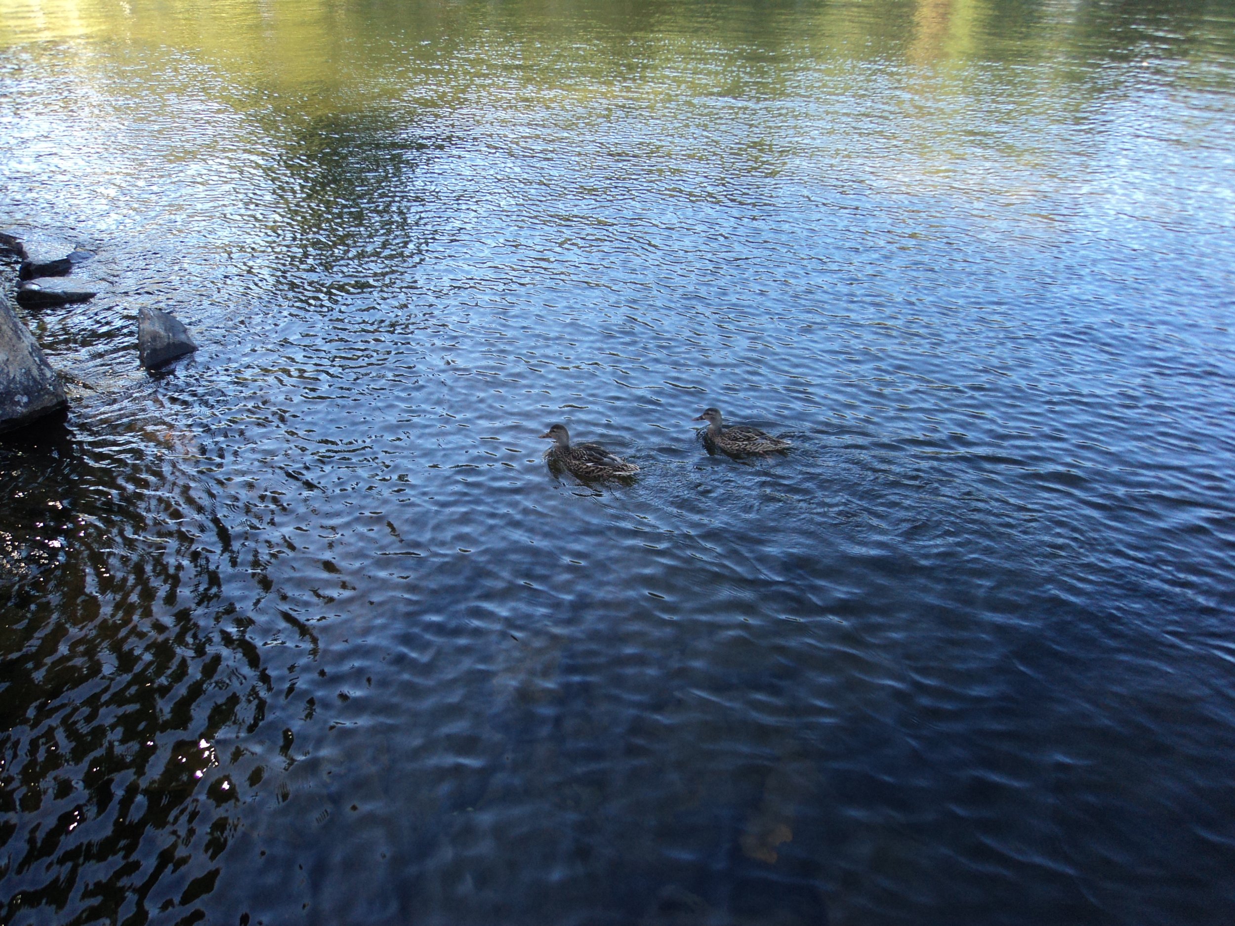 DSC02984.JPG