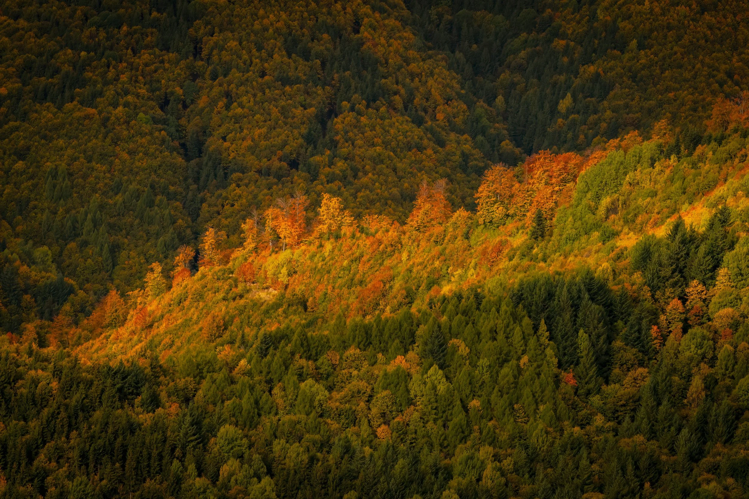 Is Fall or Winter a Good Time to Replace Your Fence?