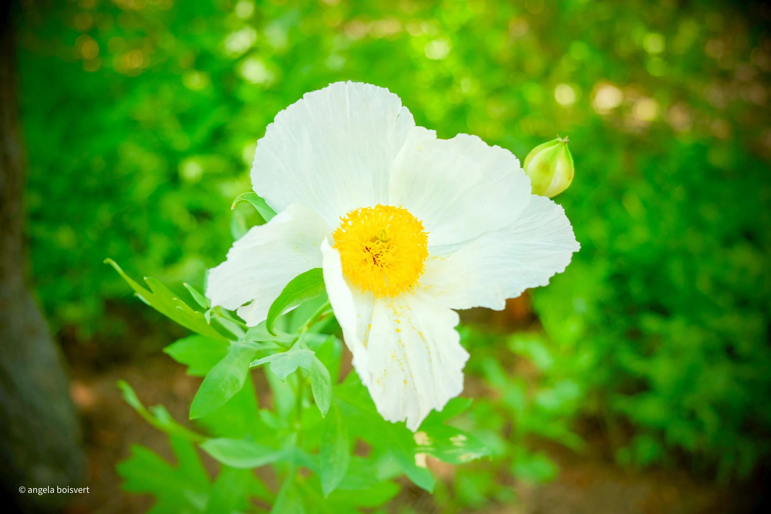 DSCF8275.jpg