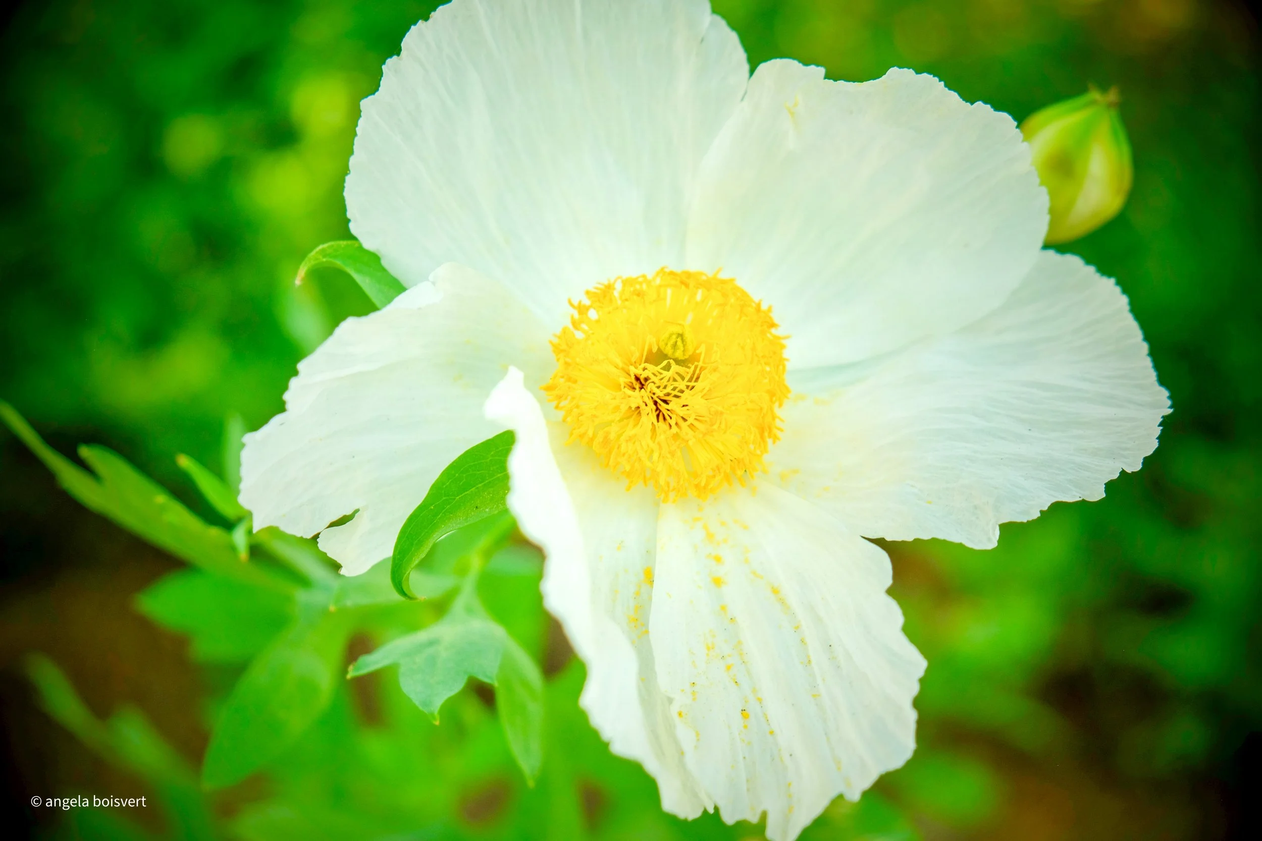 DSCF8278.jpg