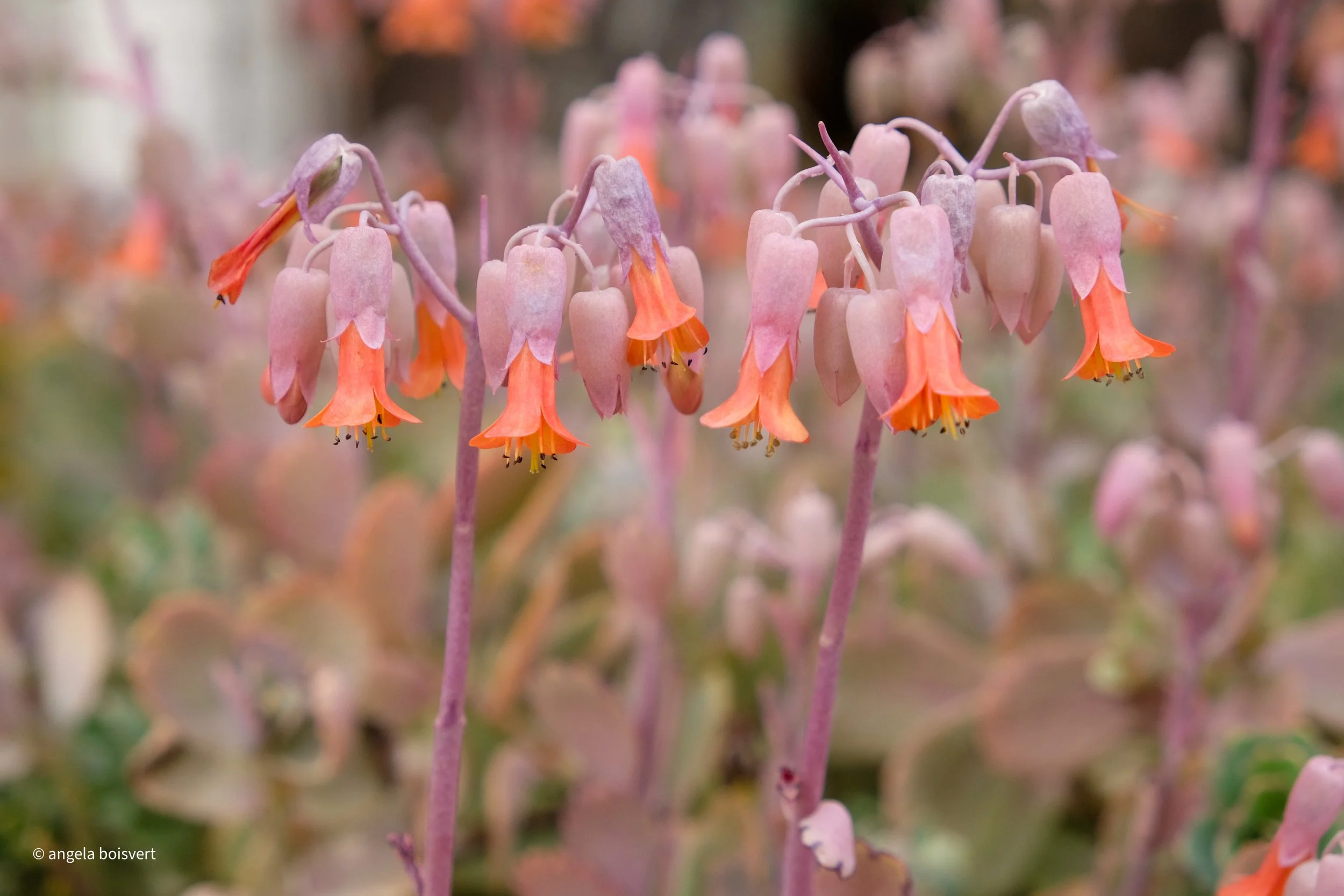 DSCF7445.jpg