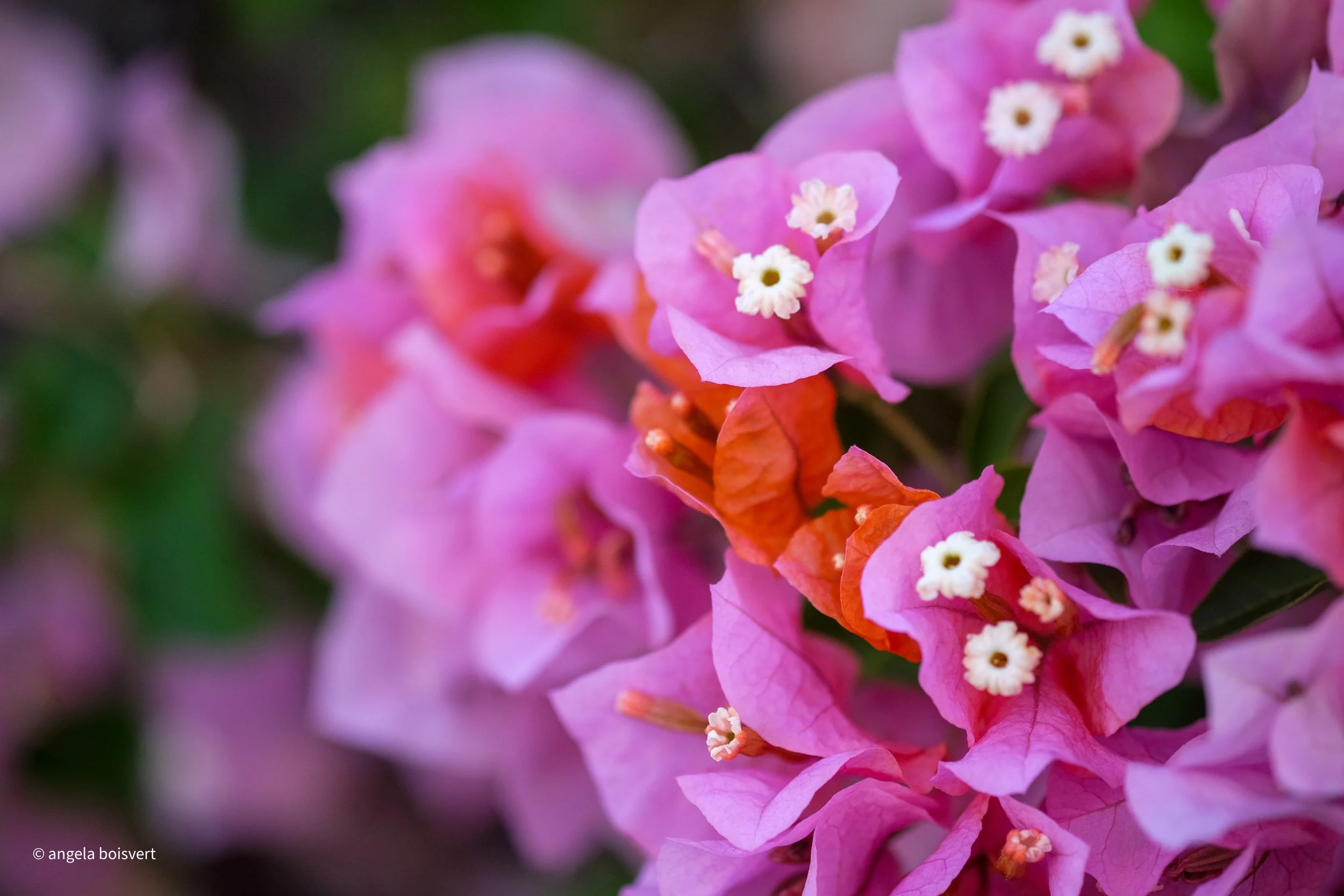 DSCF7885.jpg
