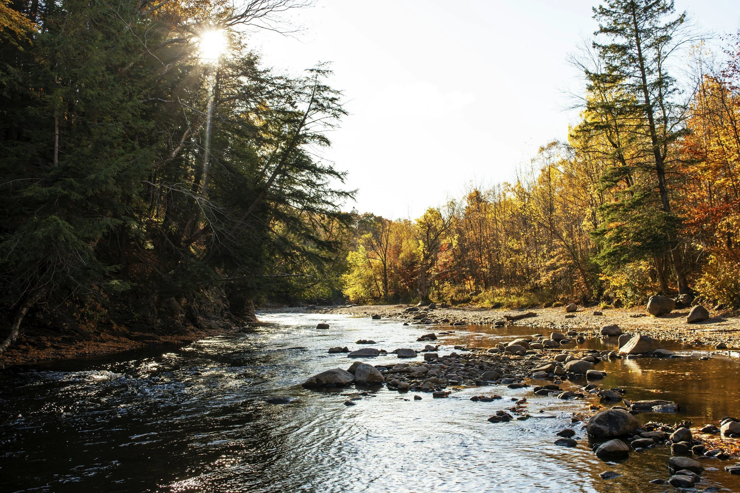 A river flowing through a forest with trees displaying fall colors, with sunlight shining through the branches.