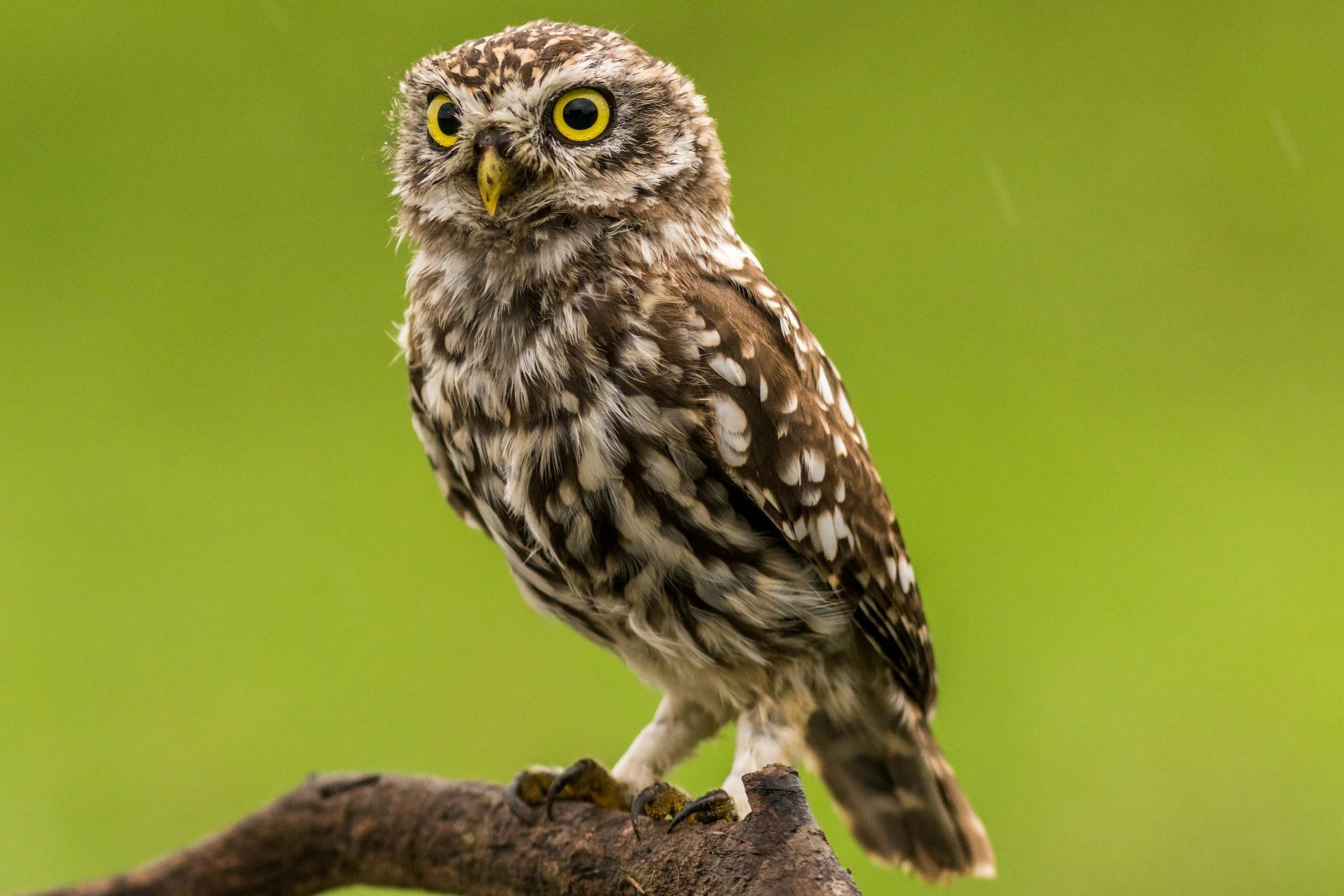 Close-up of a small owl perched on a branch with a green background.