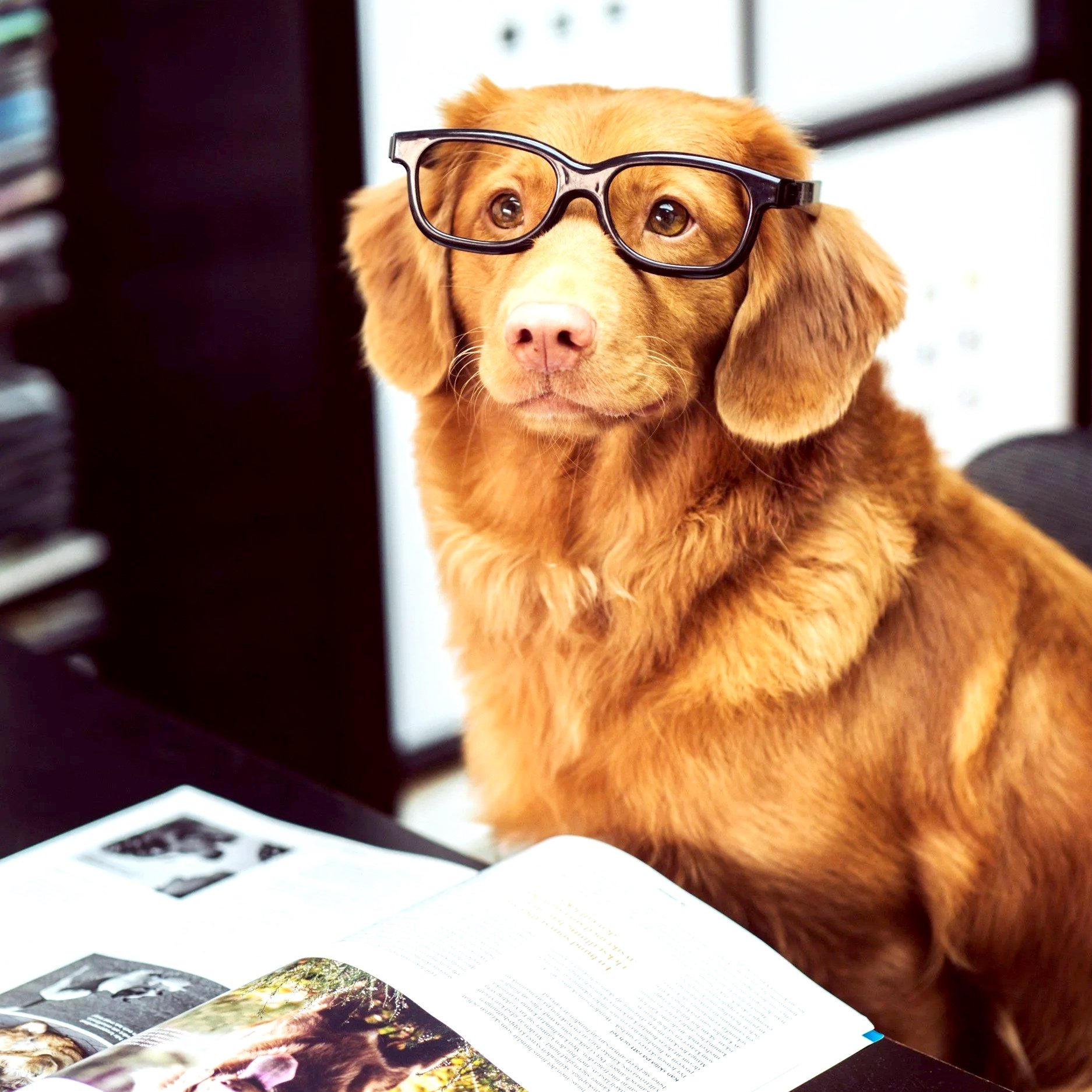 A golden retriever wearing black glasses sitting at a desk with an open magazine or book in front of it.