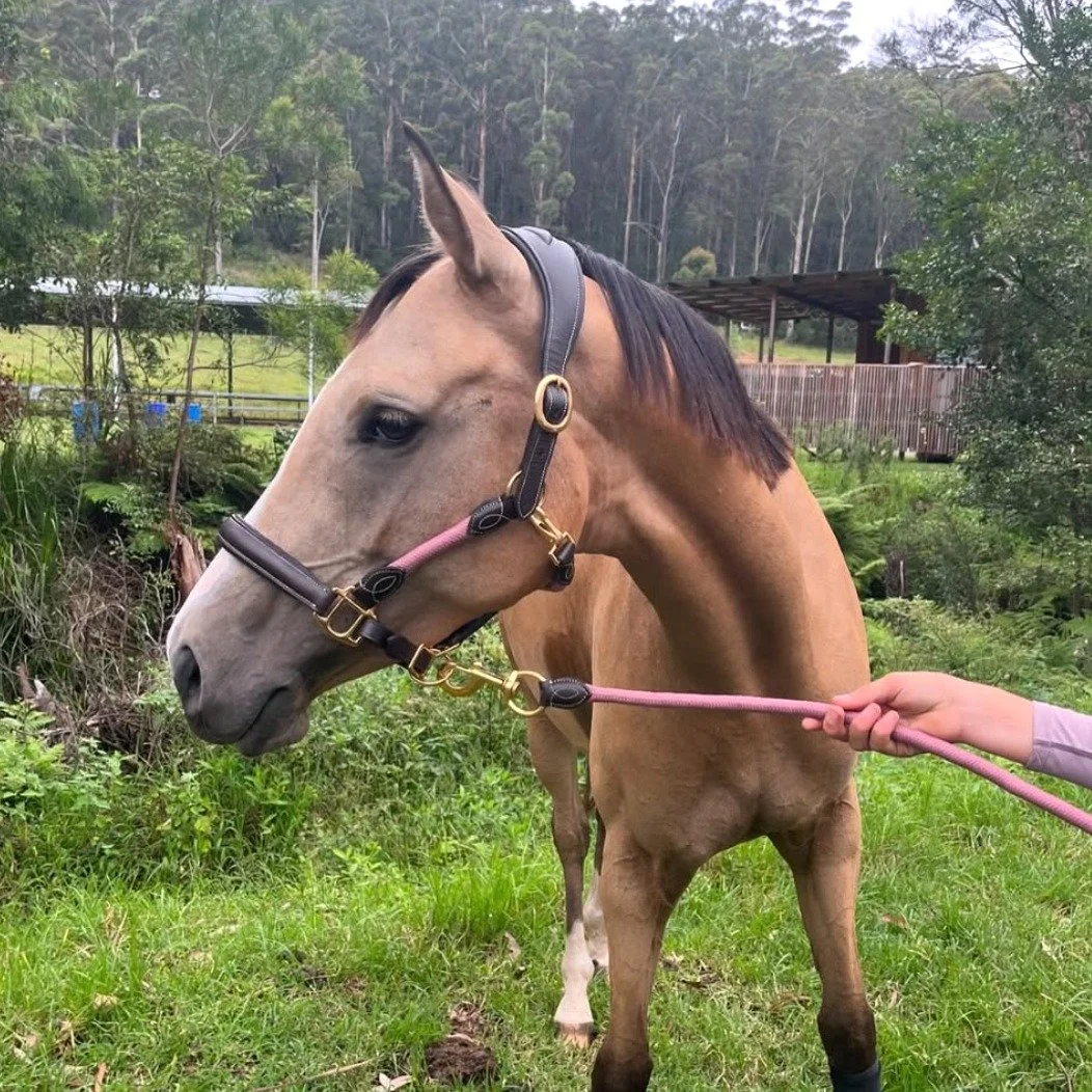 I&rsquo;m beyond excited to announce that I am officially a brand ambassador for Hampton &amp; Harlow Equestrian! This brand is all about high-quality, stylish, and functional equestrian apparel, and I couldn&rsquo;t be more thrilled to represent the